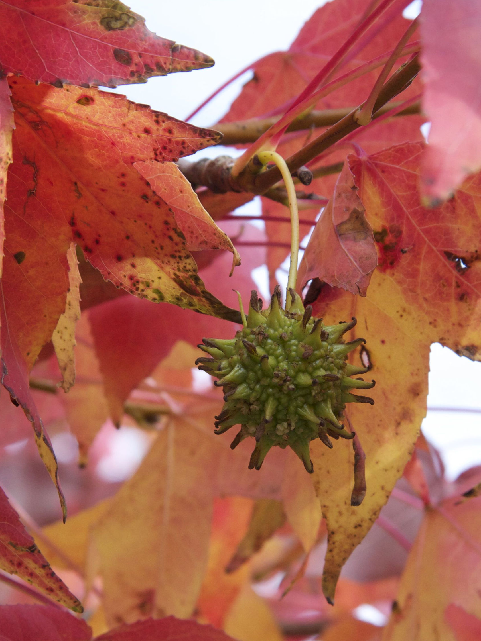 liquidambar_styraciflua5bmd