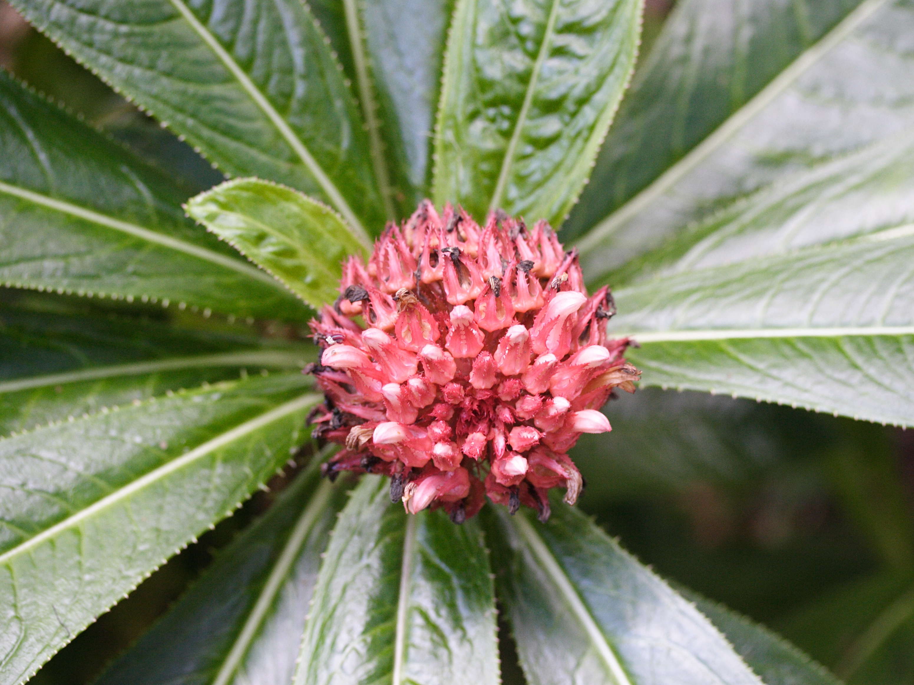 Afficher le média lobelia_conglobata1md lobelia_conglobata1md