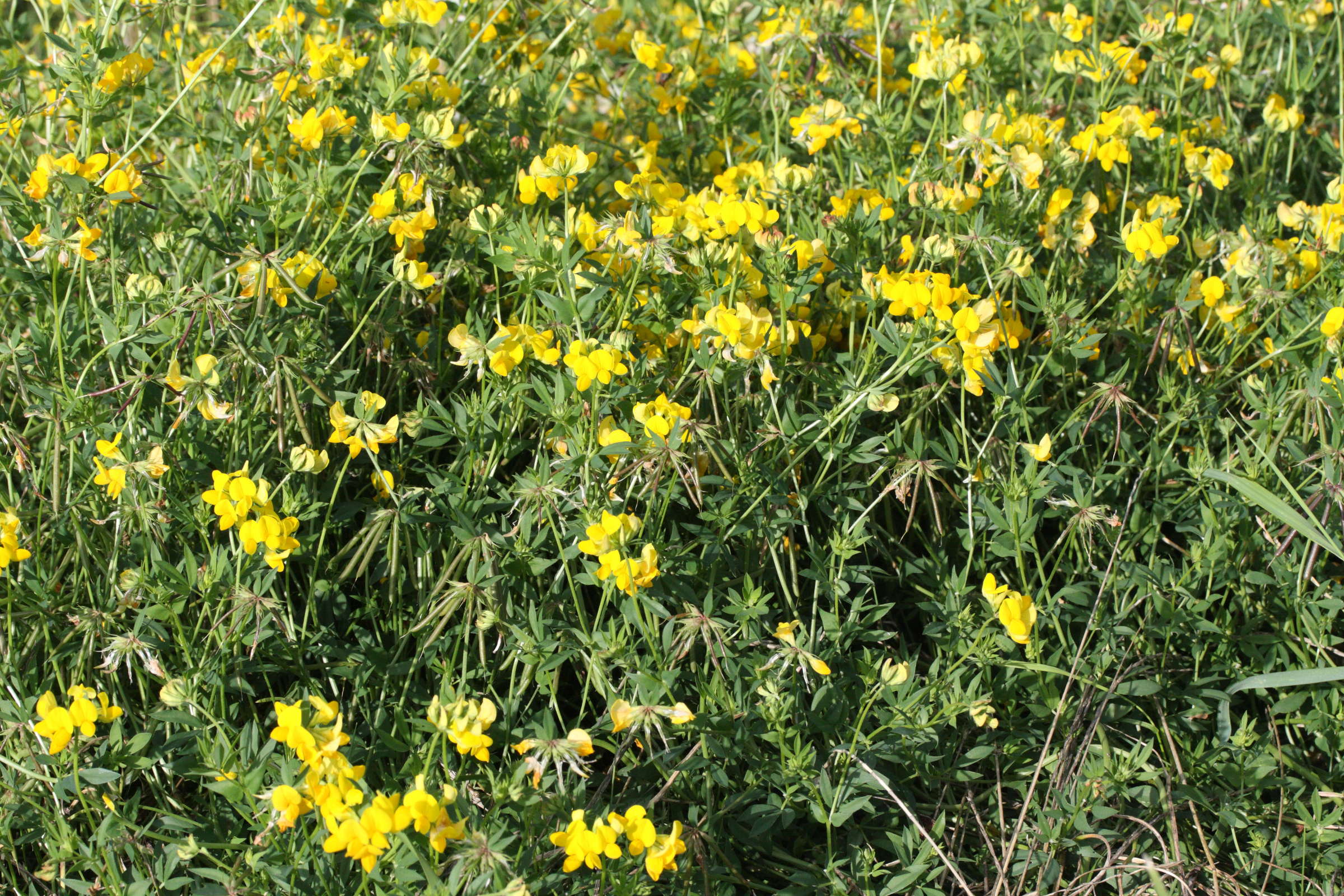 lotus_corniculatus1amd