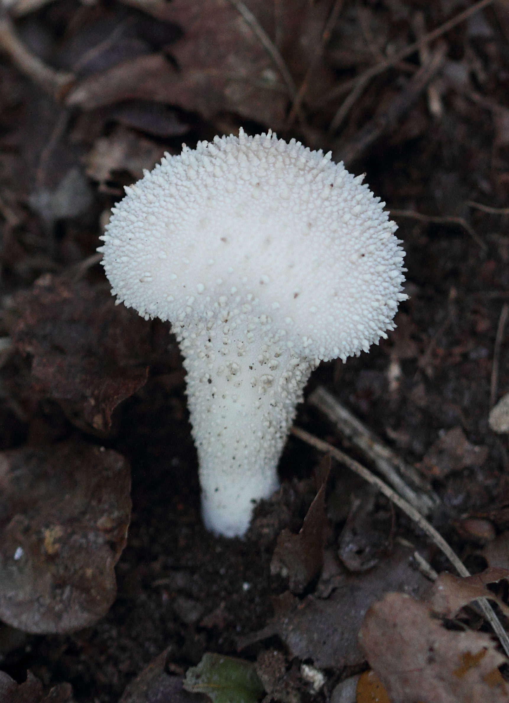 Afficher le média lycoperdon_perlatum3bd lycoperdon_perlatum3bd