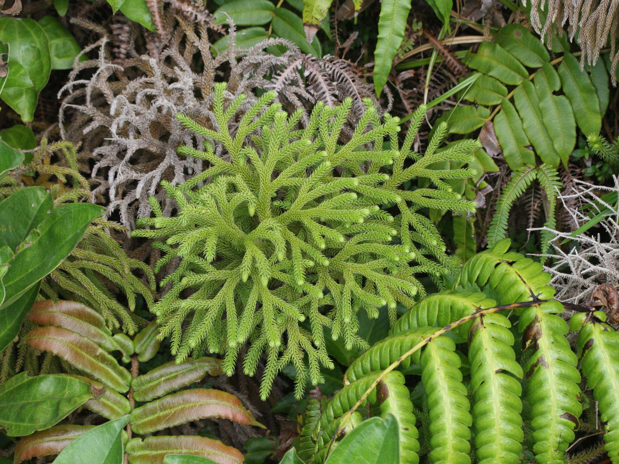 lycopodium_cernuum1md