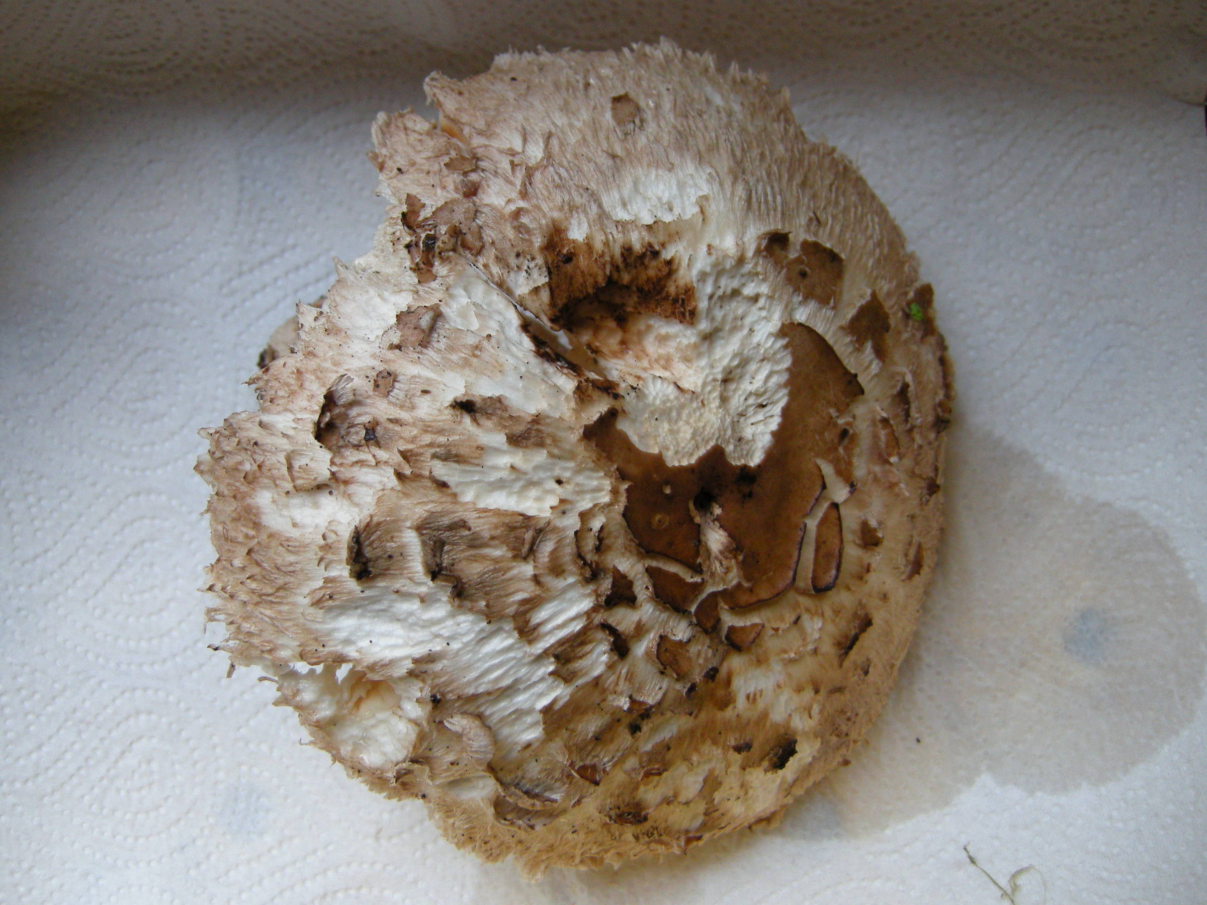 macrolepiota_rhacodes1md