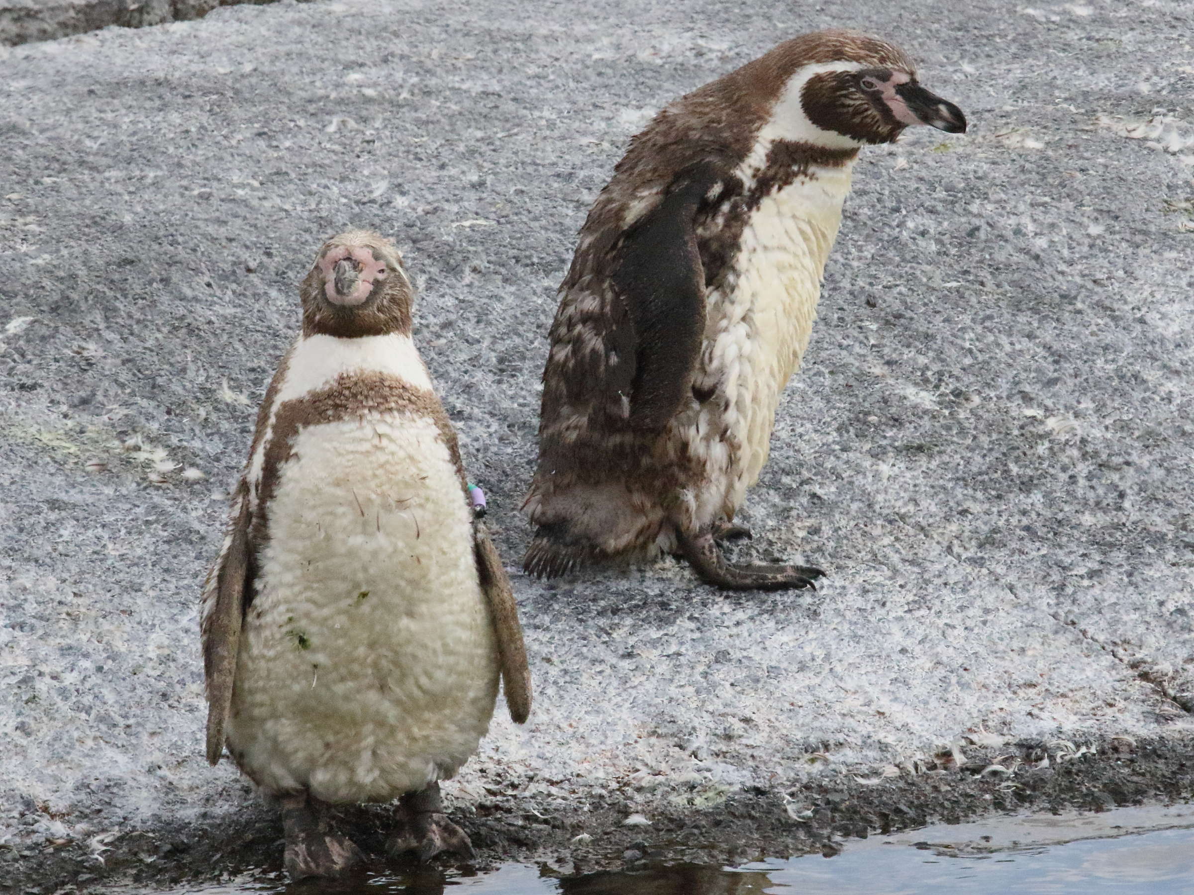 Afficher le média manchot_de_humbolt_-_spheniscus_humbolti7bd manchot_de_humbolt_-_spheniscus_humbolti7bd