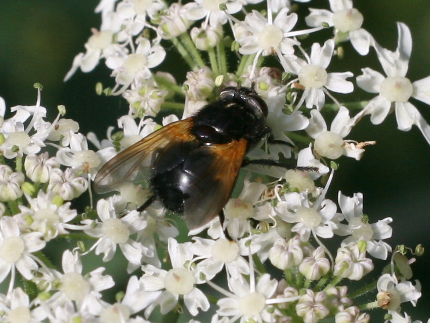 mesembrina_meridiana2md