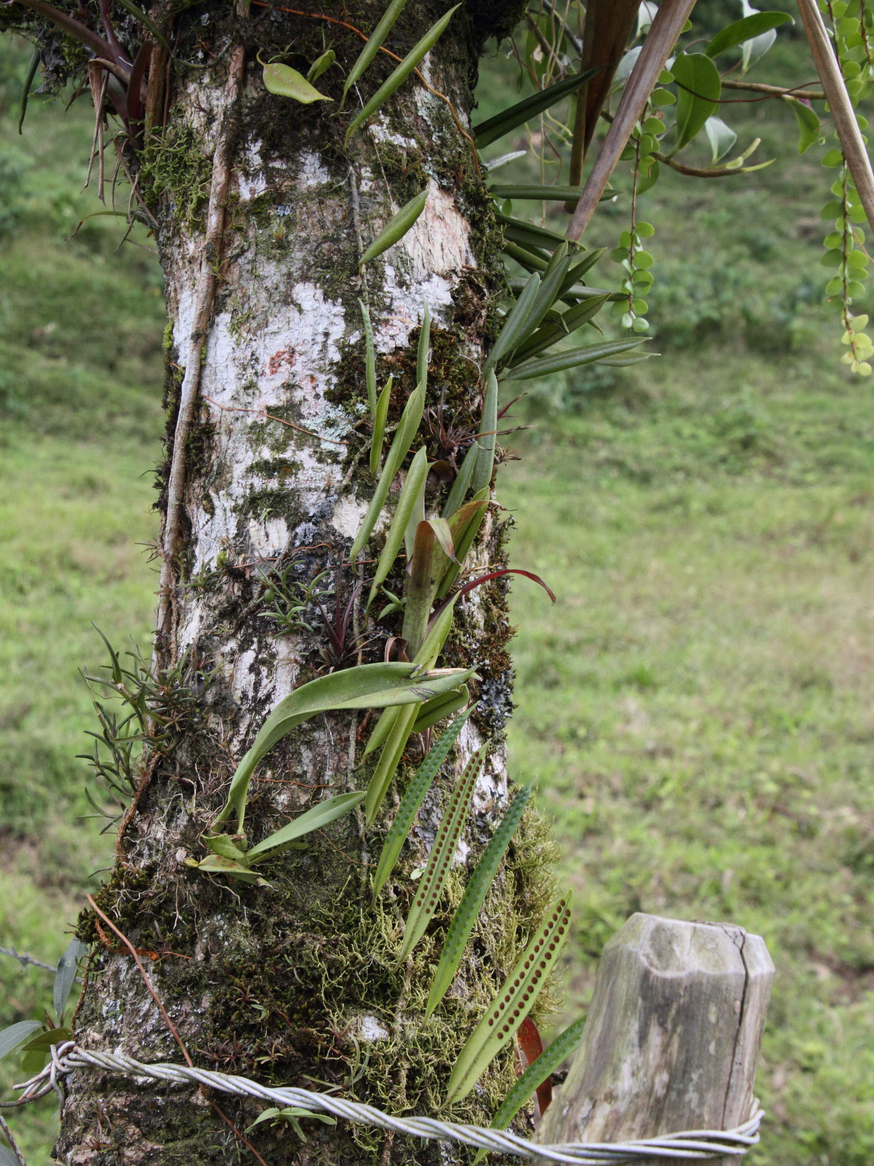 microgramma_percussa1md