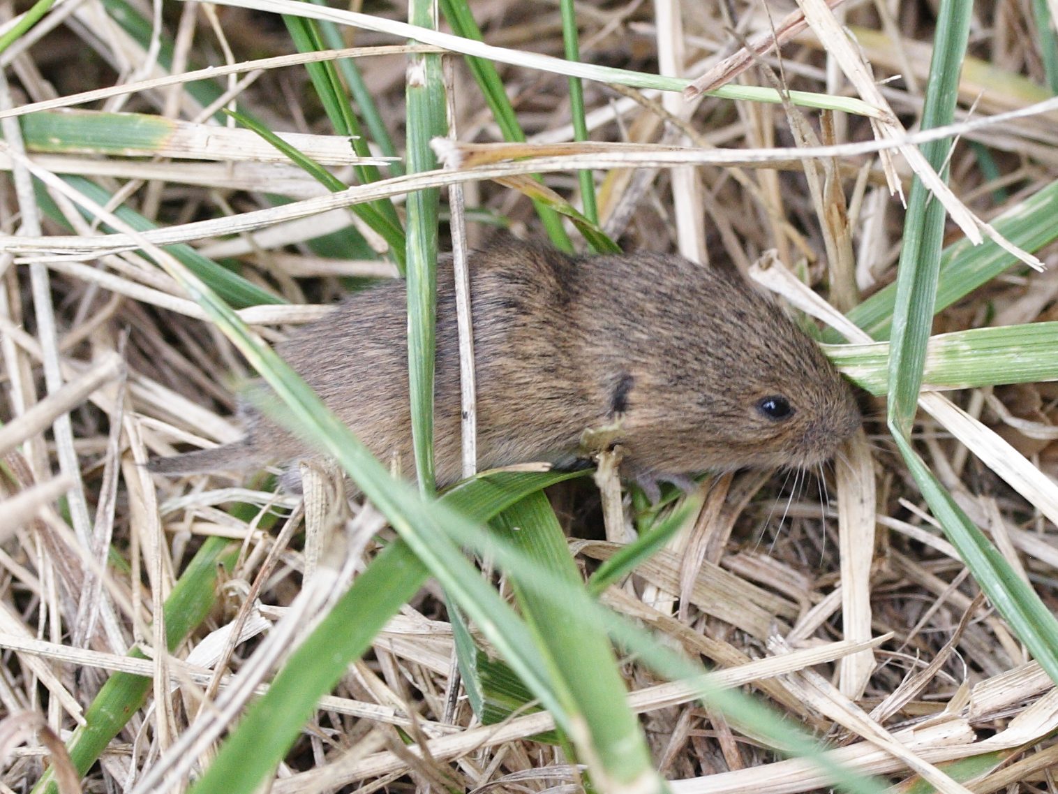 microtus_agrestis3md