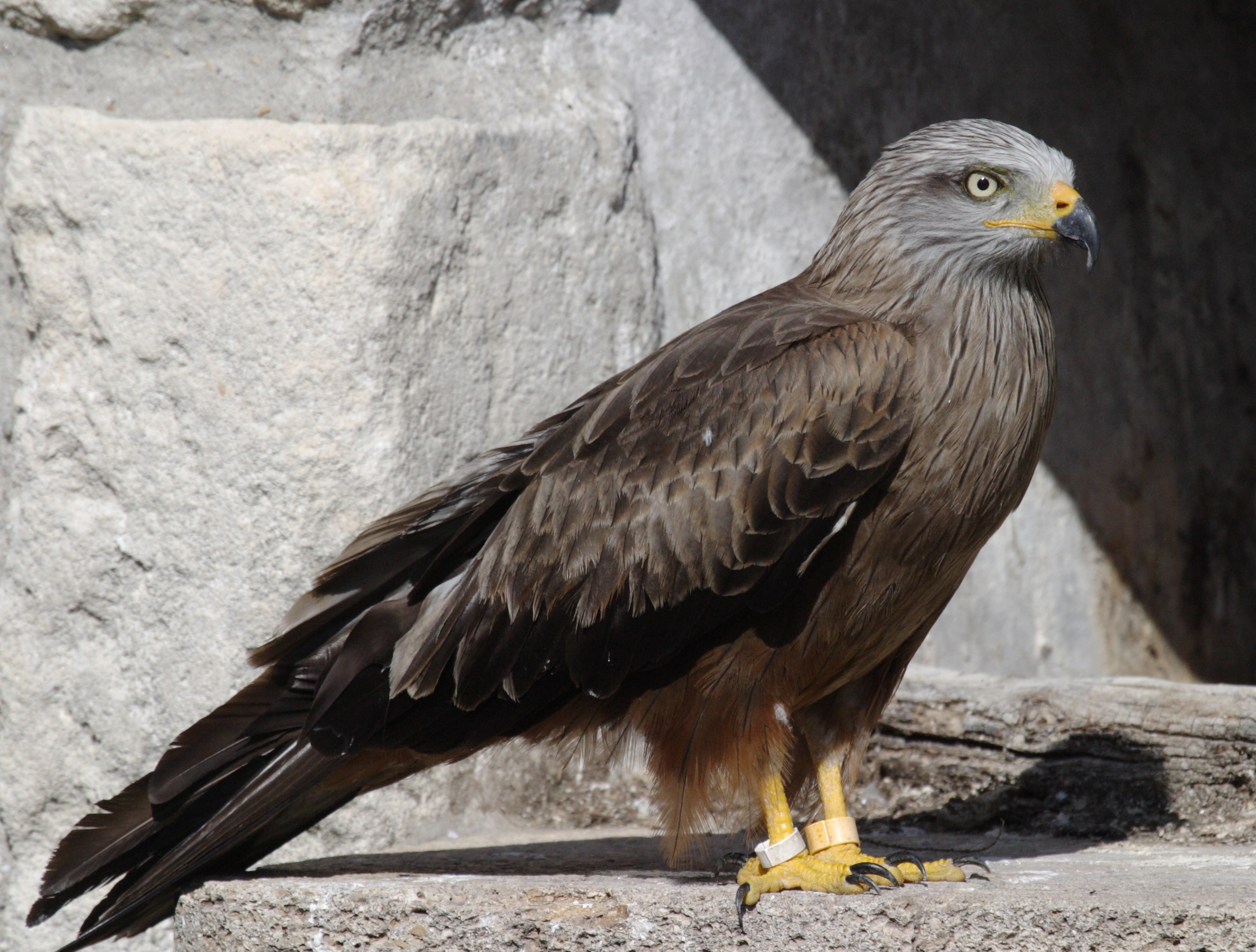 milan_royal_-_milvus_milvus1bd