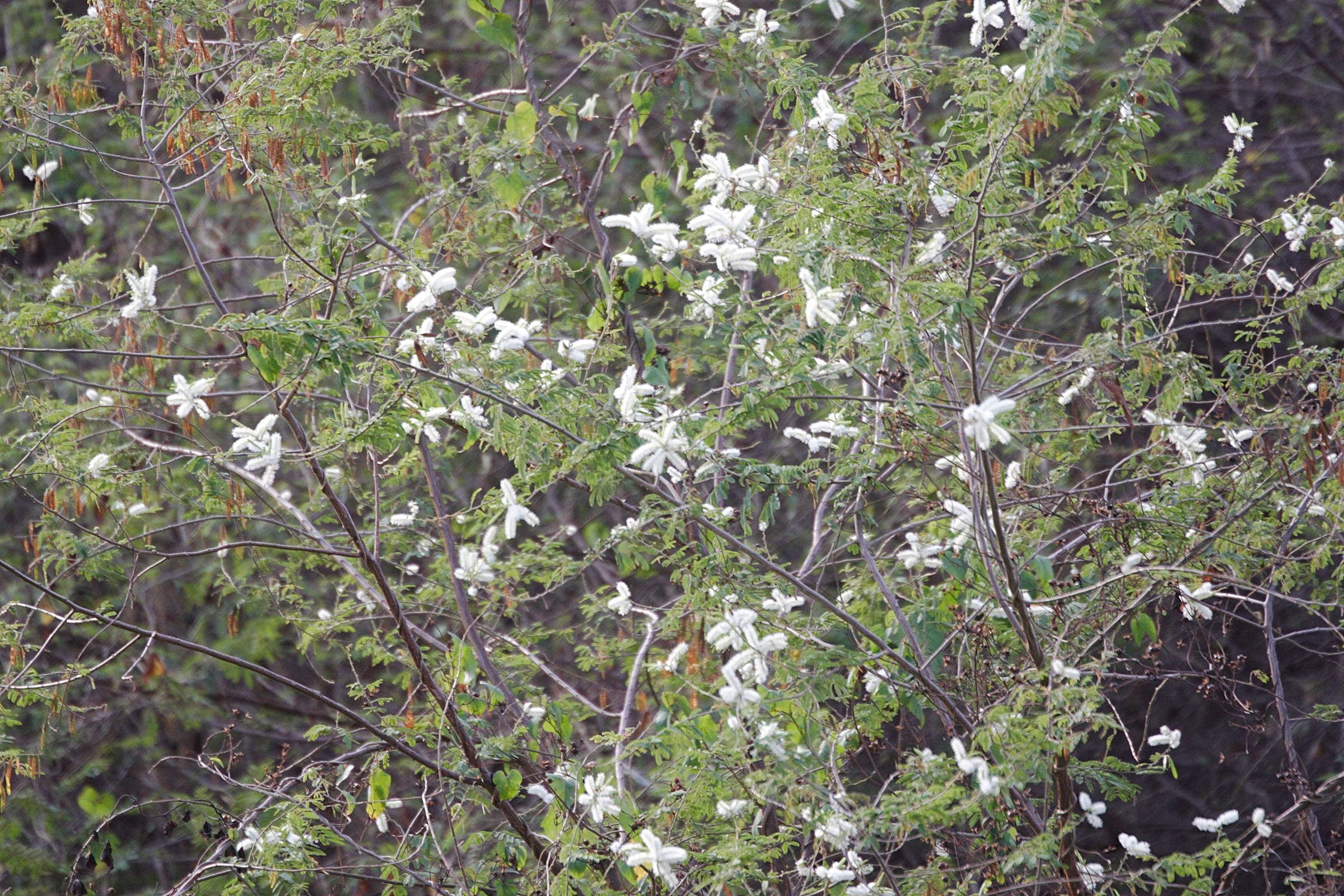 mimosa_malacocentra1md