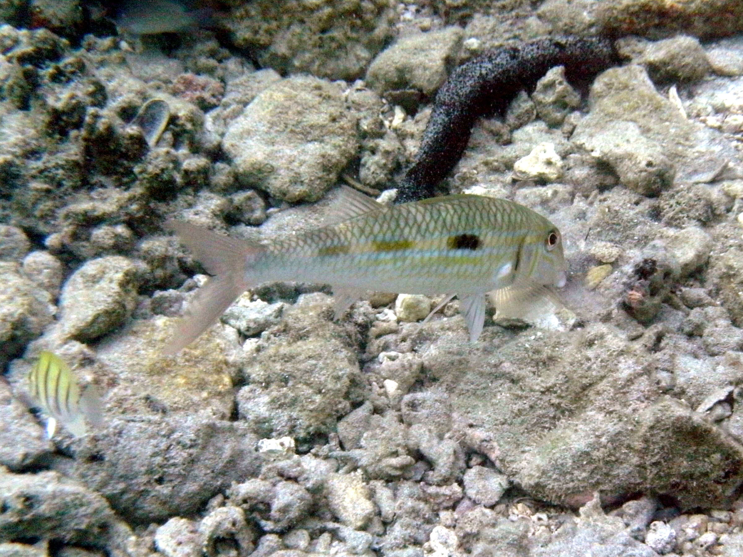 mulloidichthys_flavolineatus3bd