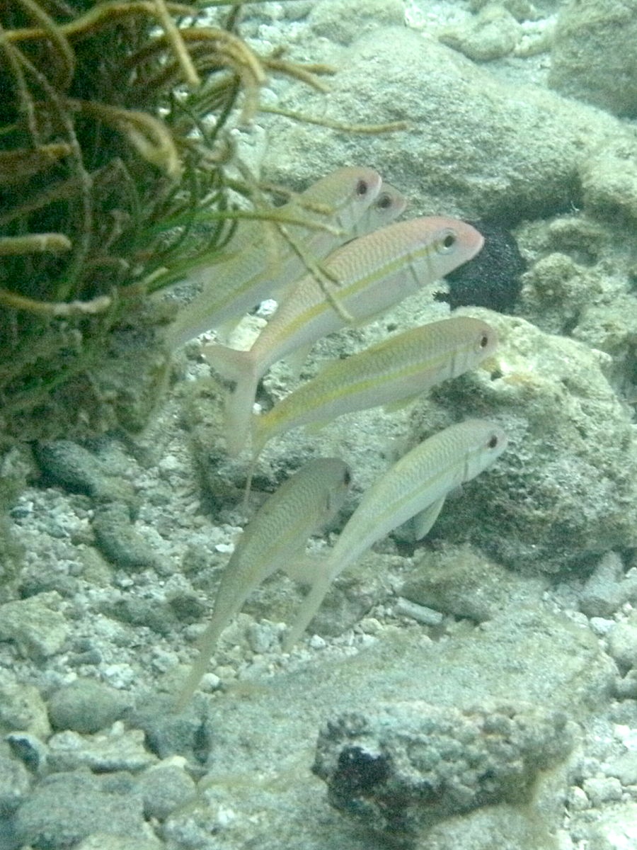 mulloidichthys_vanicolensis2bd