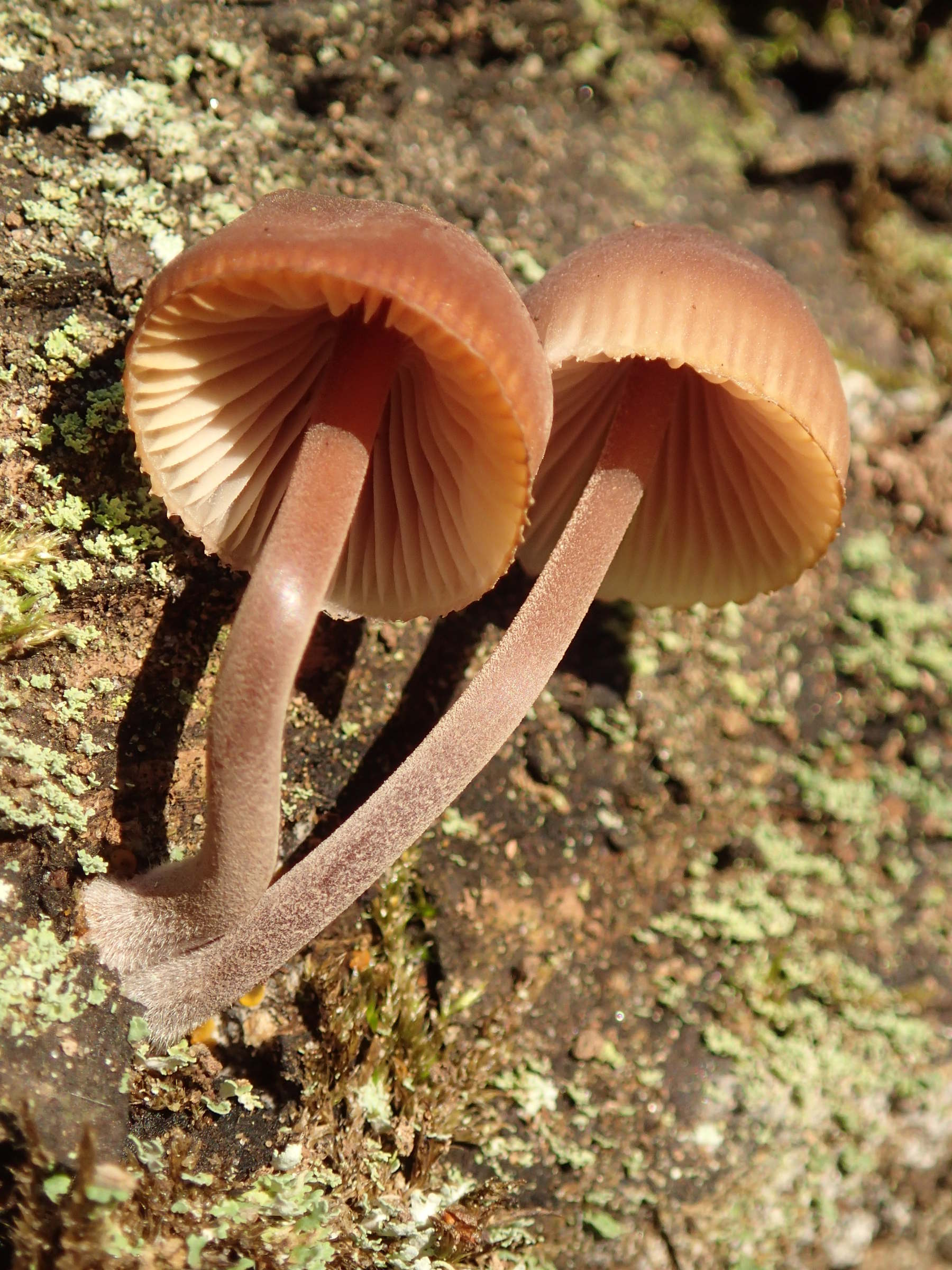 Afficher le média mycena_haematopus1md mycena_haematopus1md