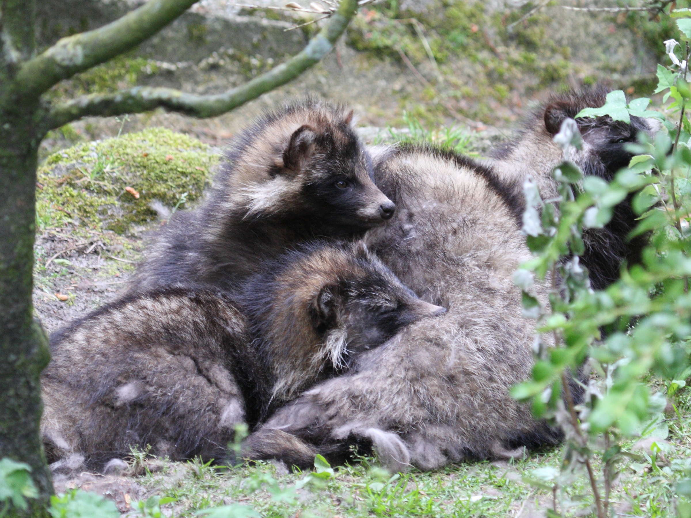 nyctereutes_procyonoides3md