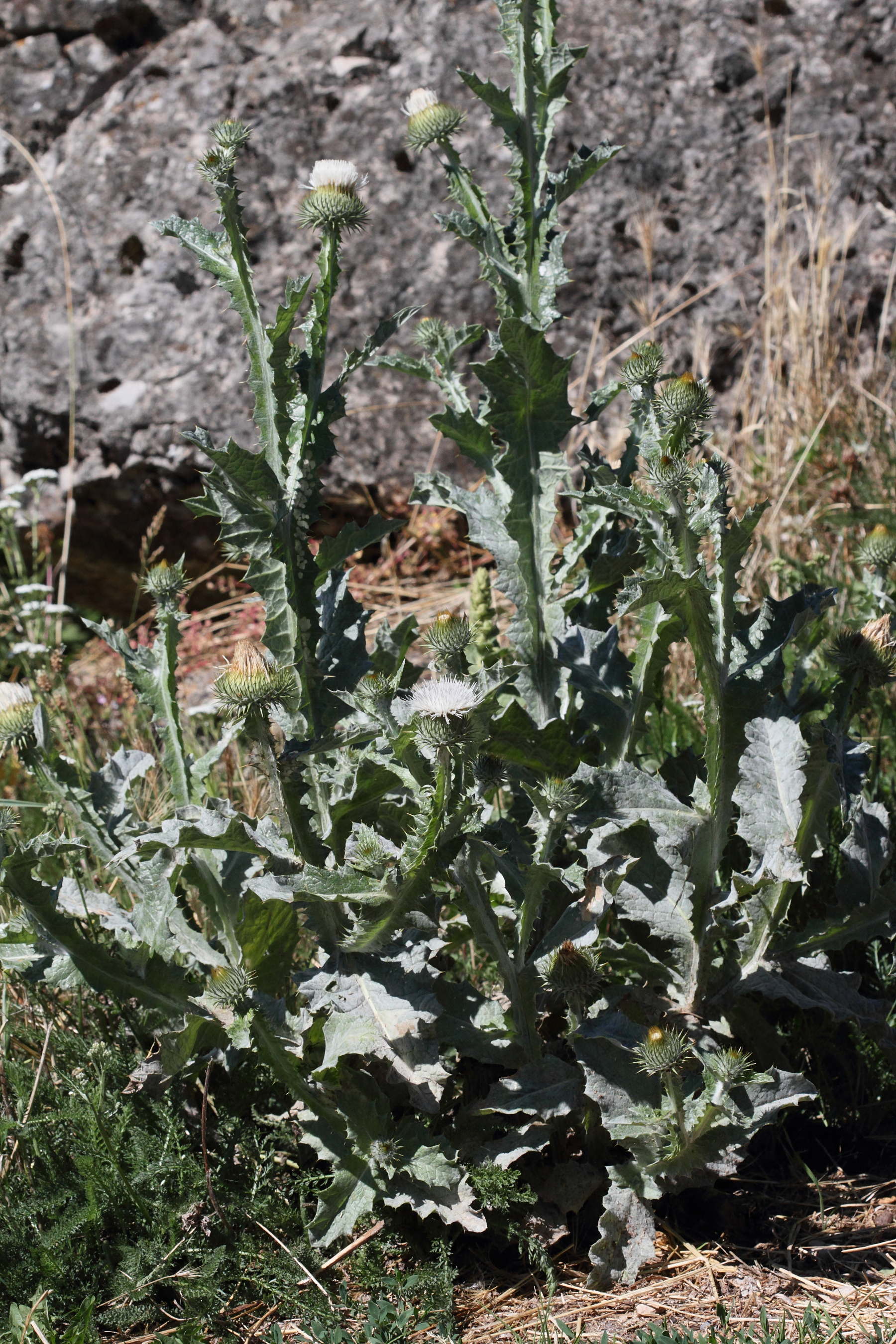 Afficher le média onopordum_acanthium6md onopordum_acanthium6md