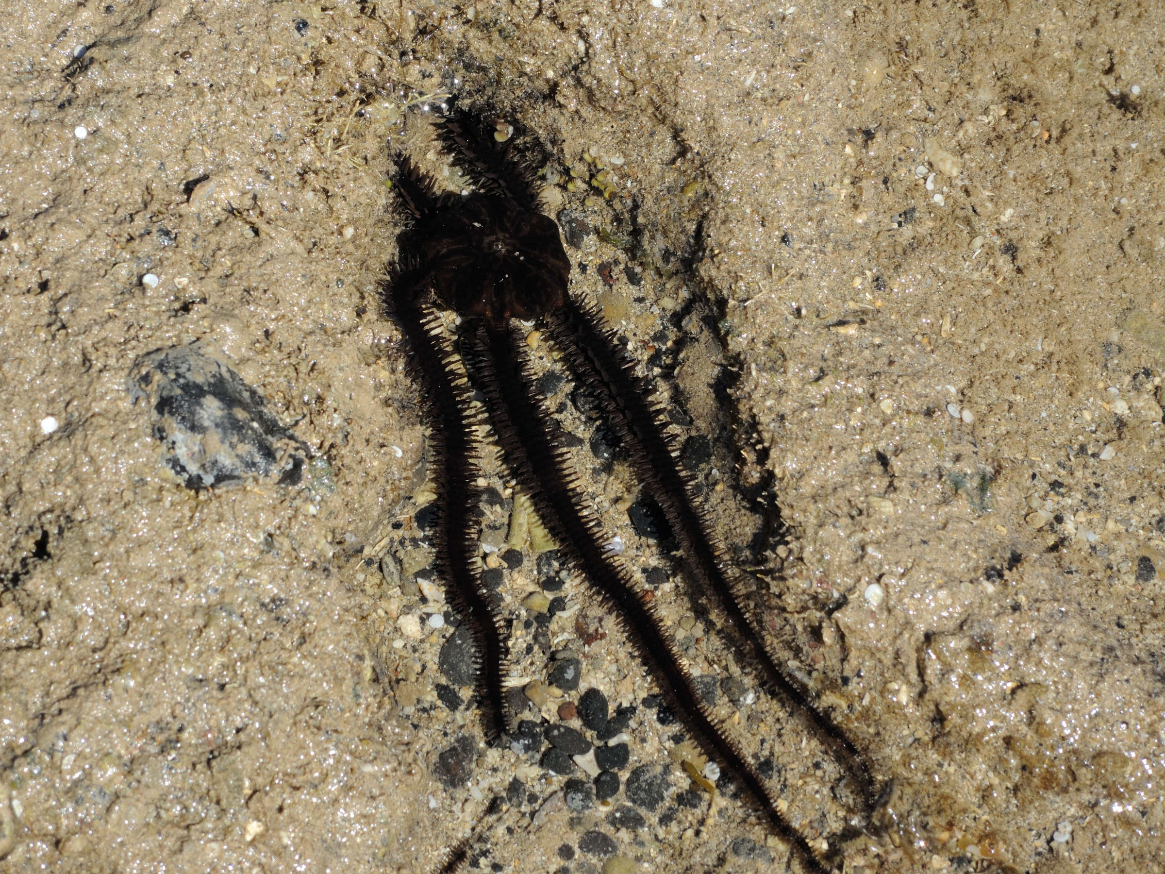 ophiocoma_scolopendrina2md