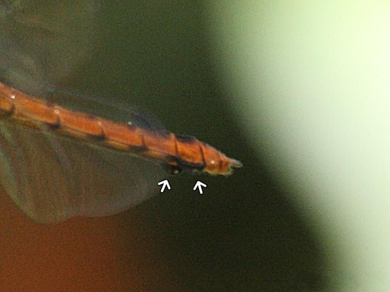 orthemis_macrostigma4bd