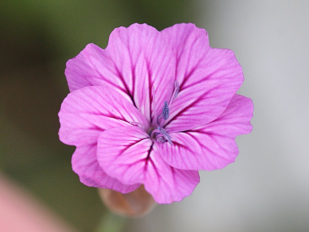 petrorhagia_dubia6md