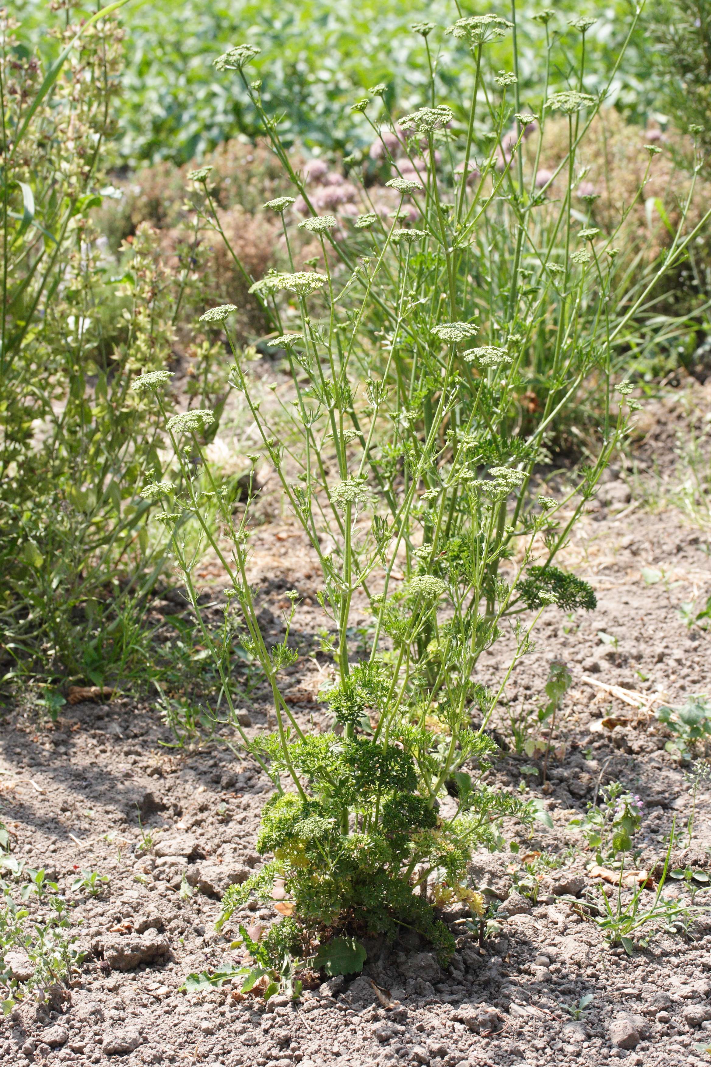 petroselinum_crispum6md