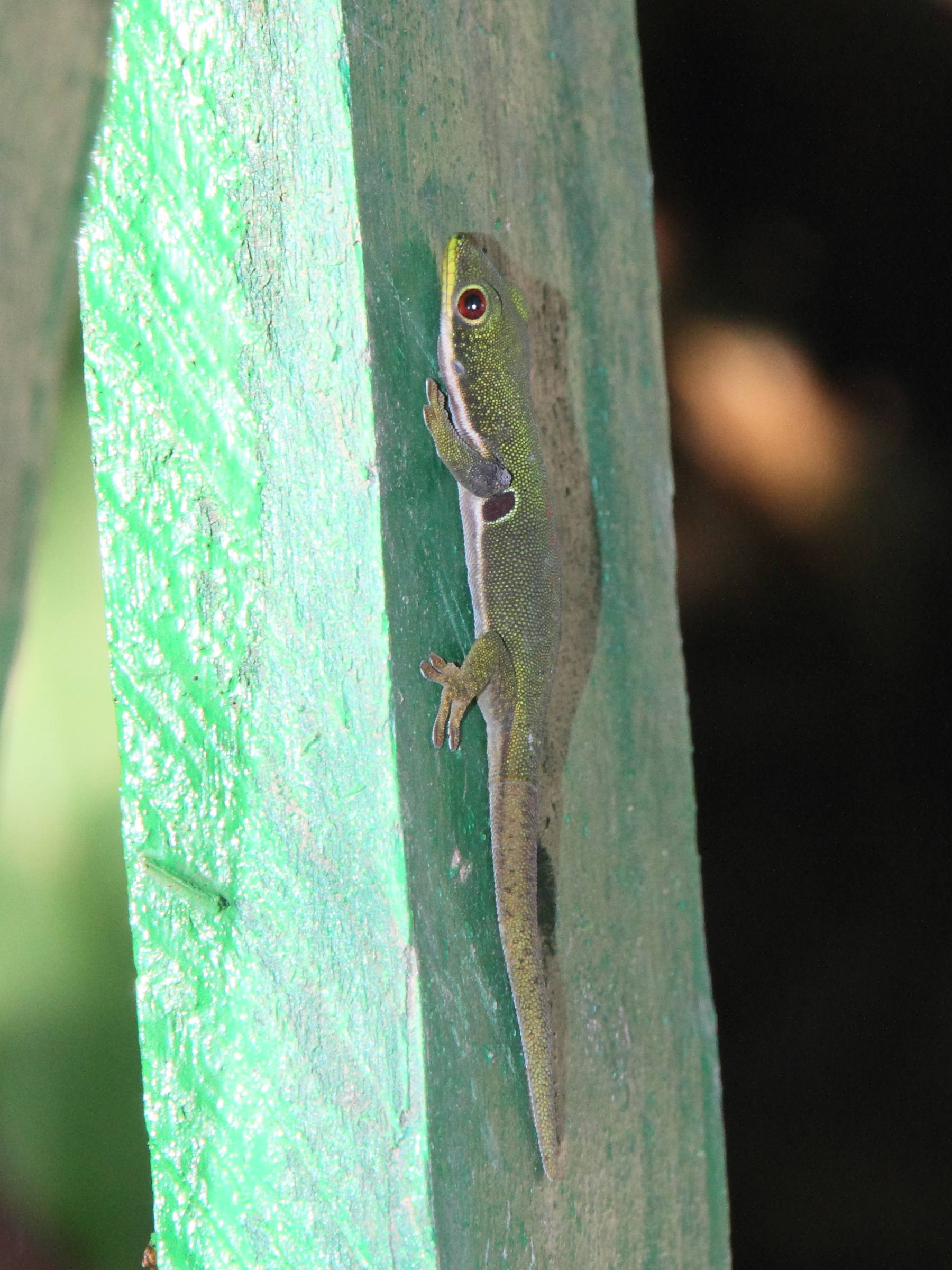phelsuma_quadriocellata3md