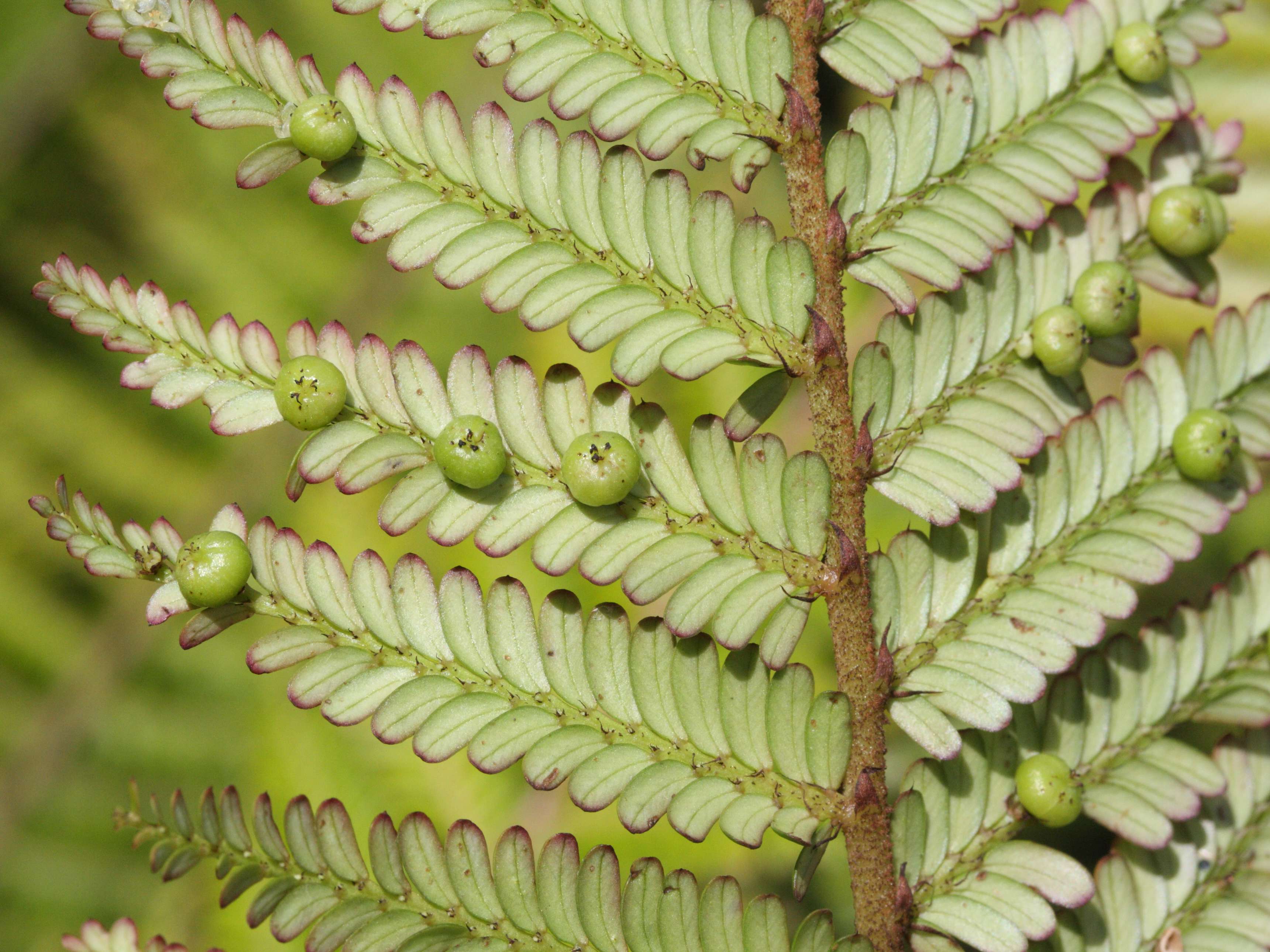 phyllanthus_mimosoides4md