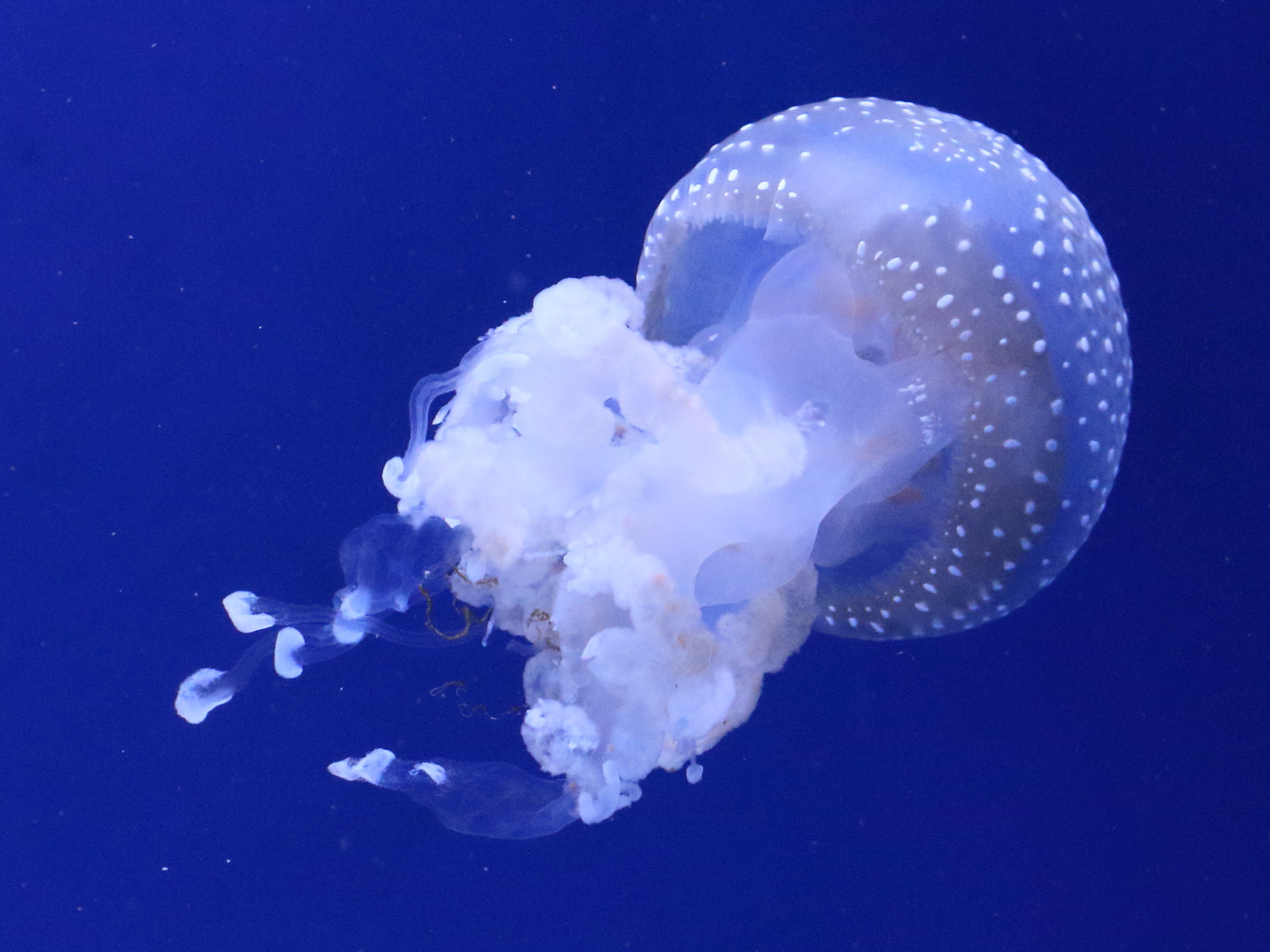 phyllorhiza_punctata2bd