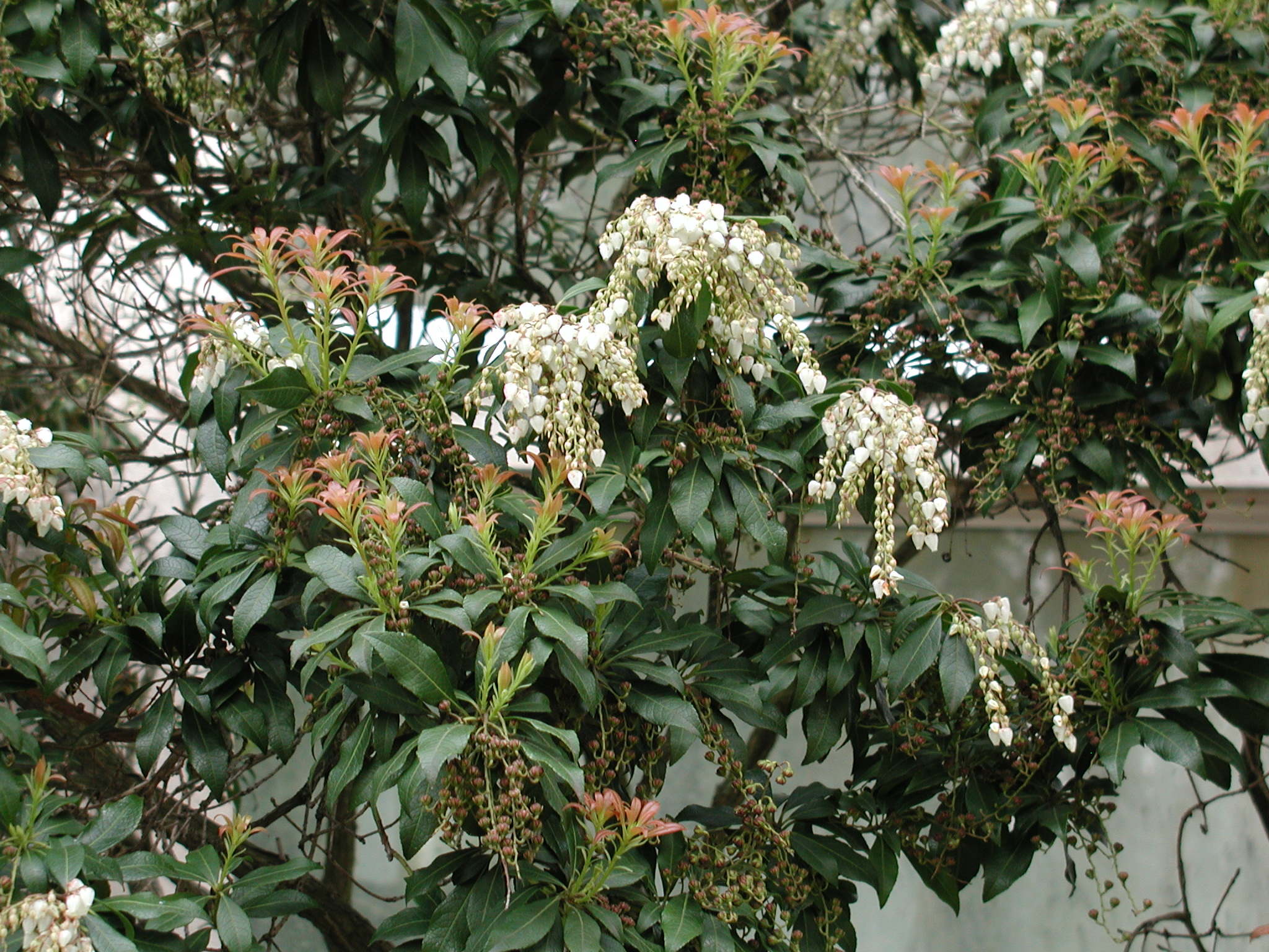 pieris_formosa3amd