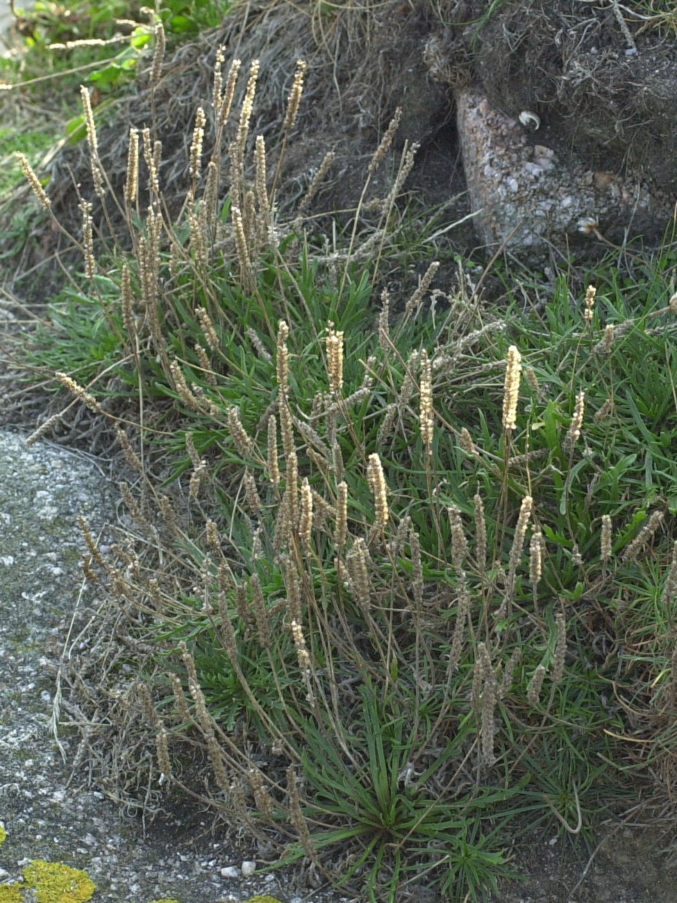 plantago_coronopus1bd