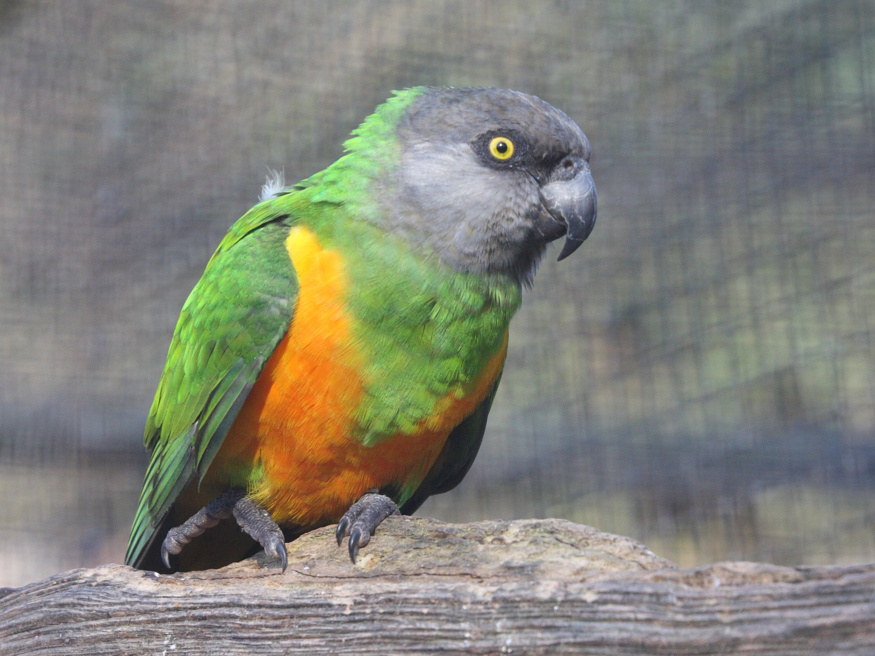 Poicephalus_senegalus