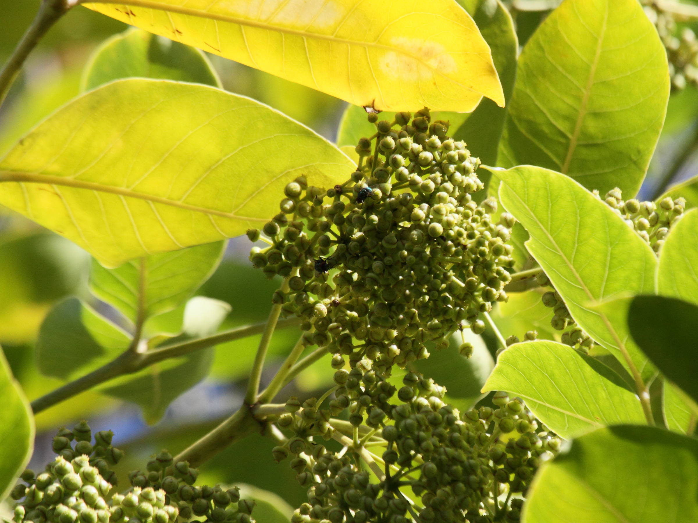 polyscias_repanda4bd