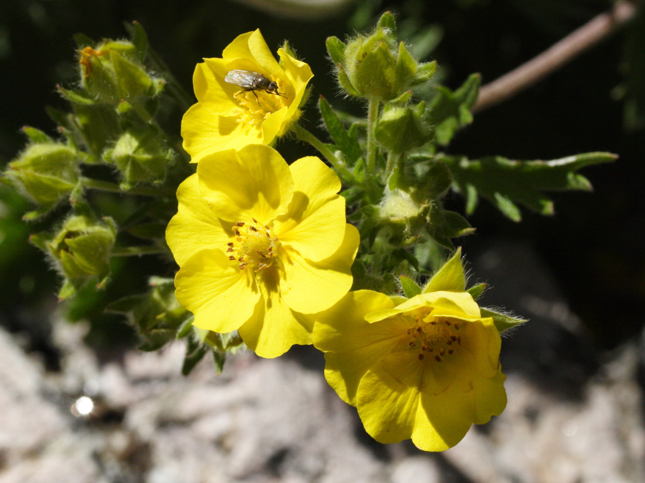 potentilla_gracilis1md