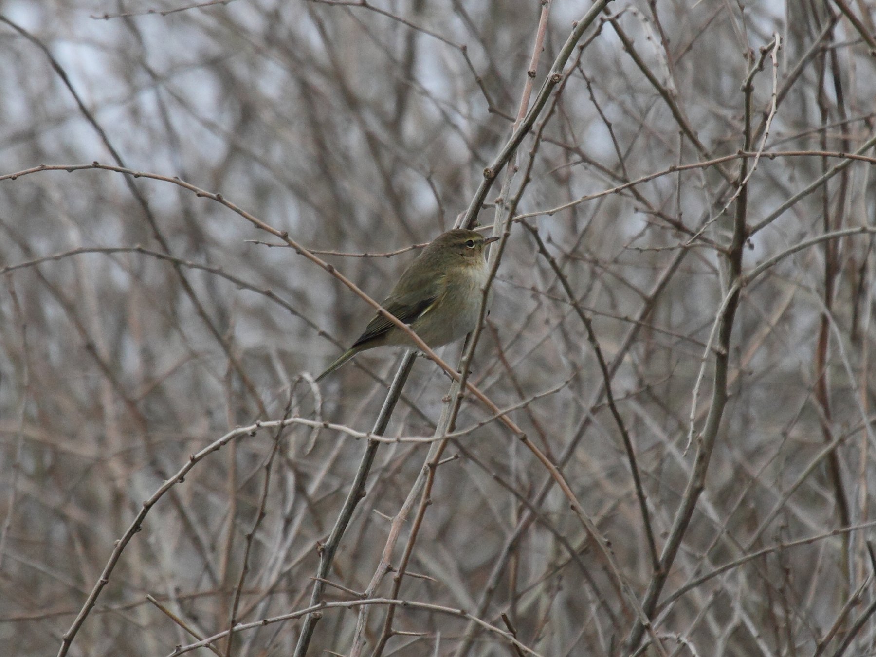 Afficher le média pouillot_veloce_-_phylloscopus_collybita2bd pouillot_veloce_-_phylloscopus_collybita2bd