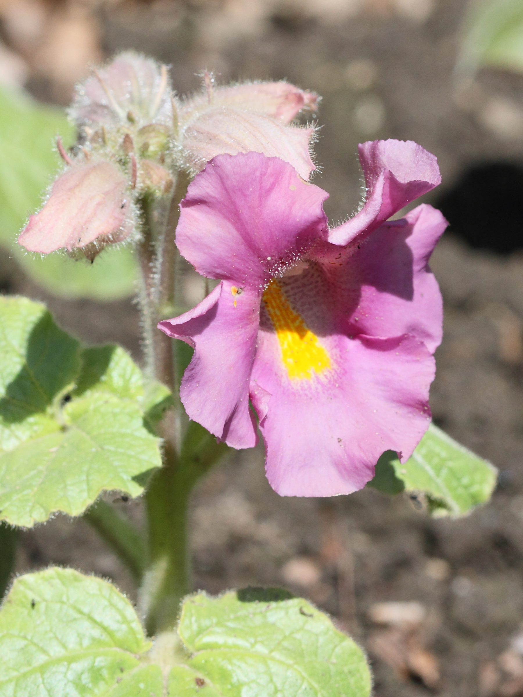 proboscidea_fragrans1bd