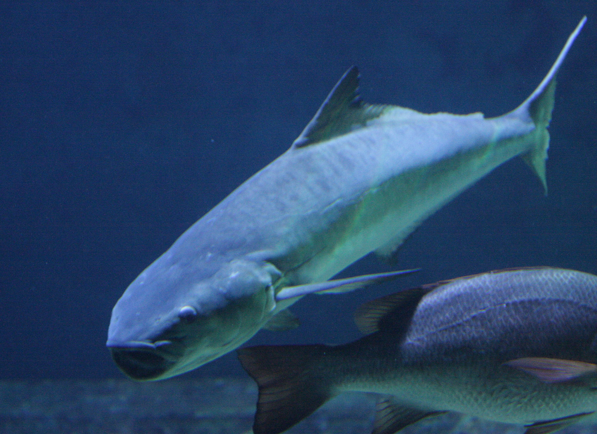 Rachycentron_canadum