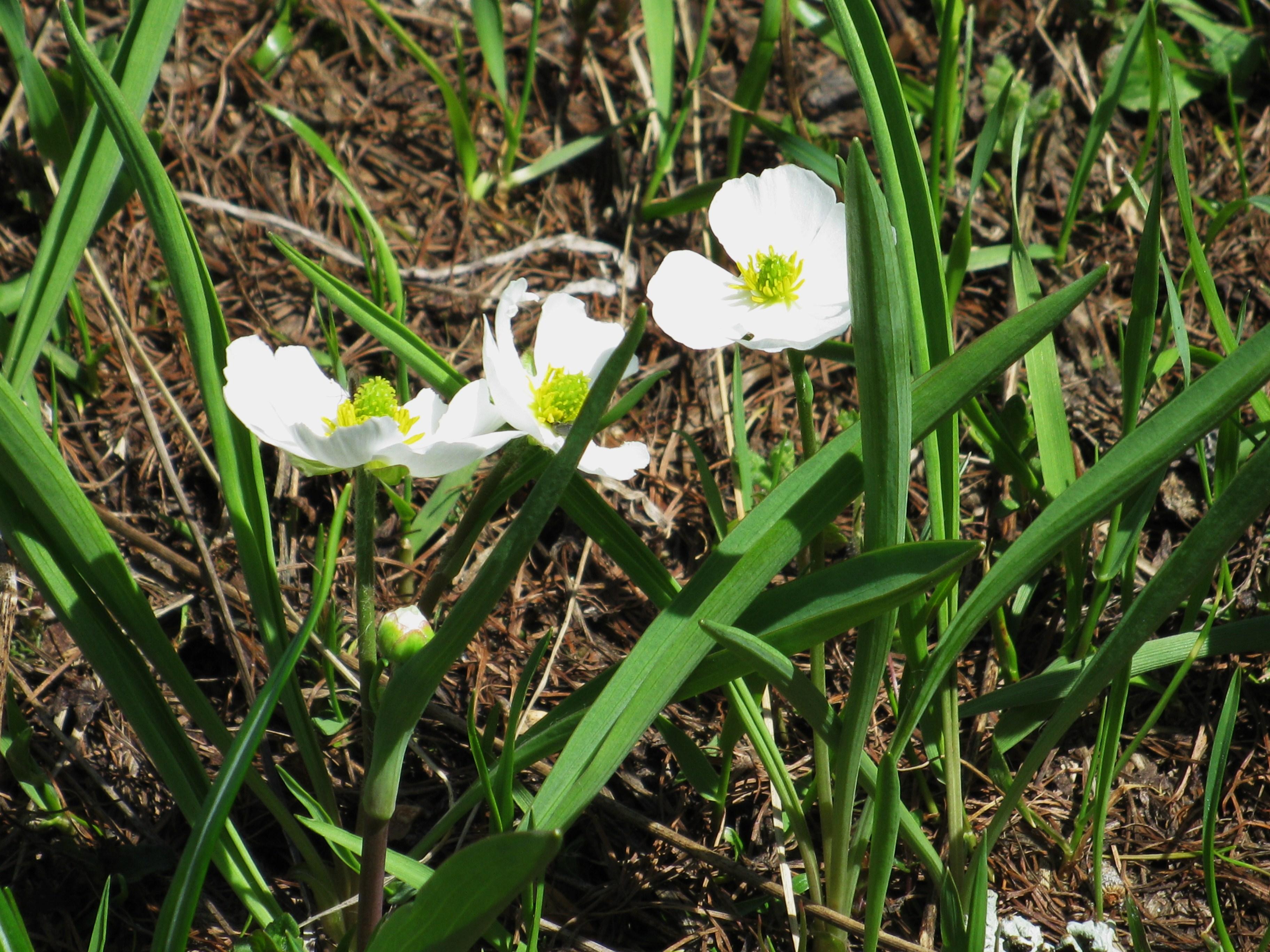 Afficher le média ranunculus_pyrenaeus2mv ranunculus_pyrenaeus2mv