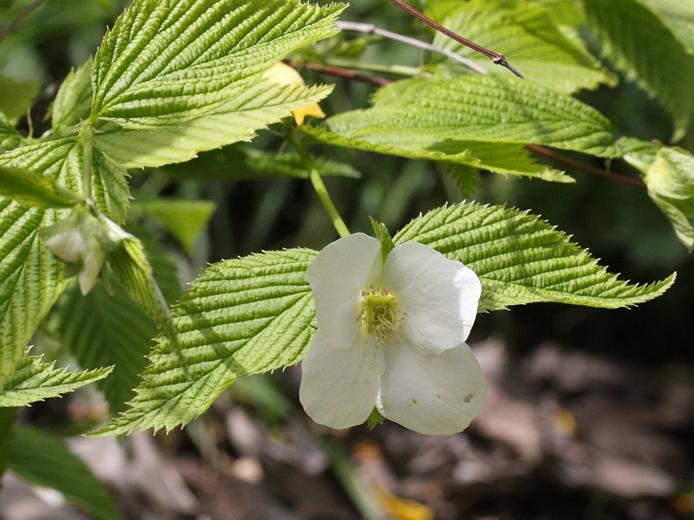 rhodotypos_scandens2md