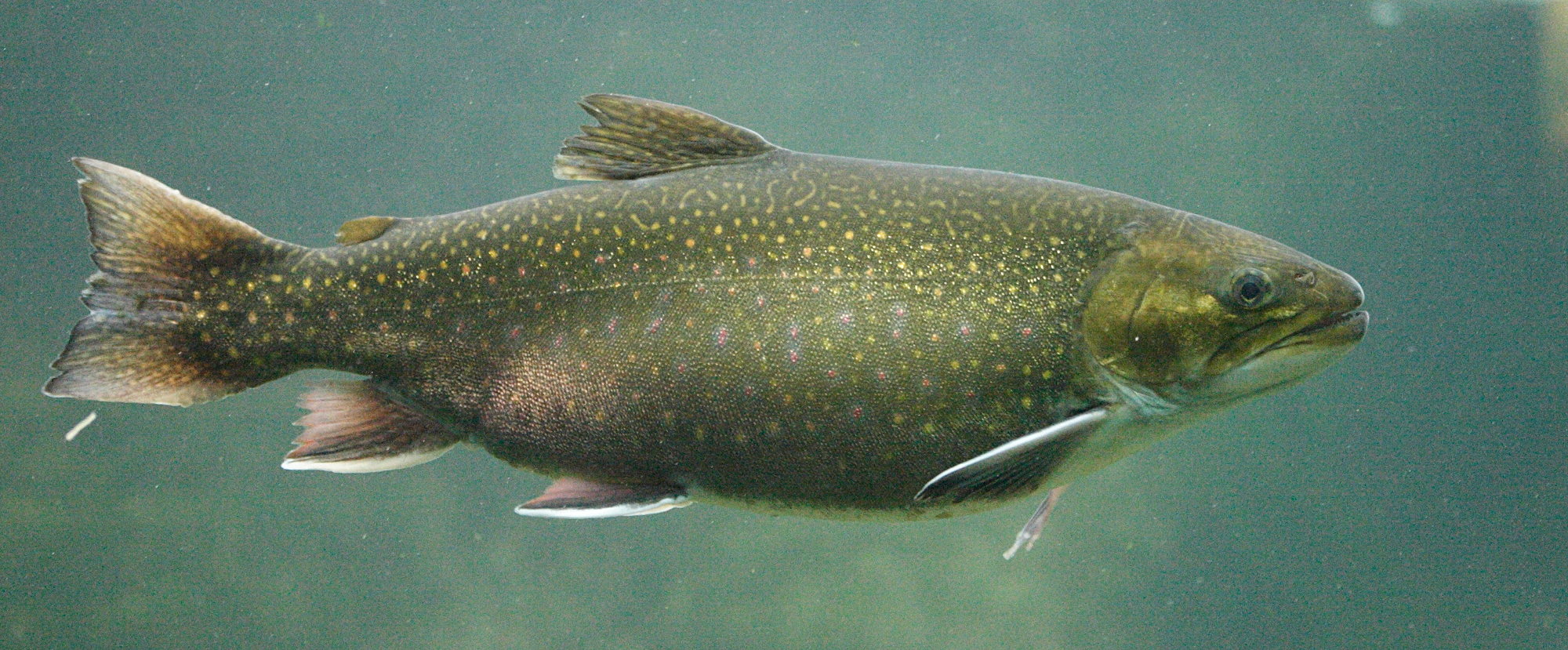 salvelinus_fontinalis2md