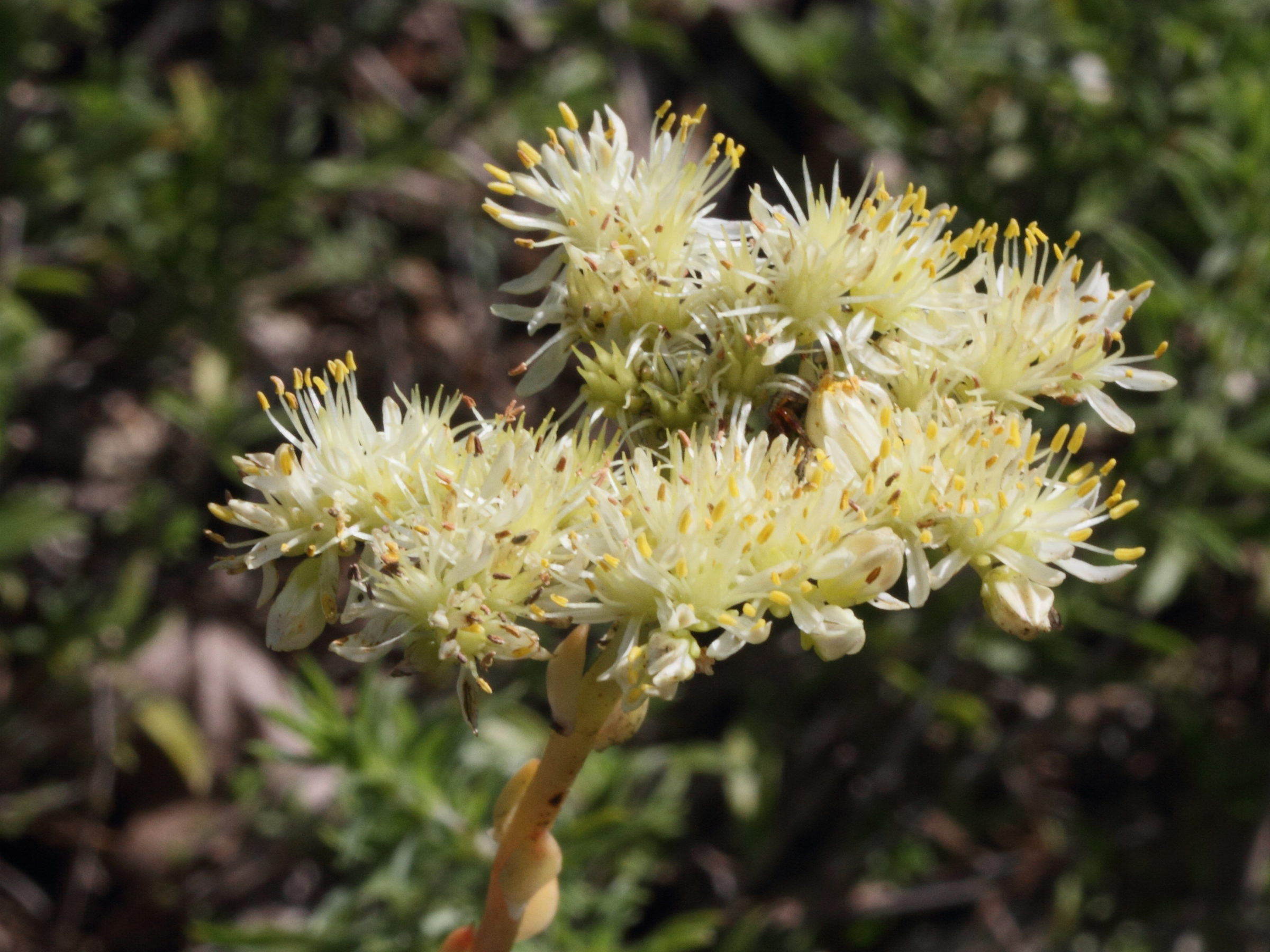 Sedum_ochroleucum