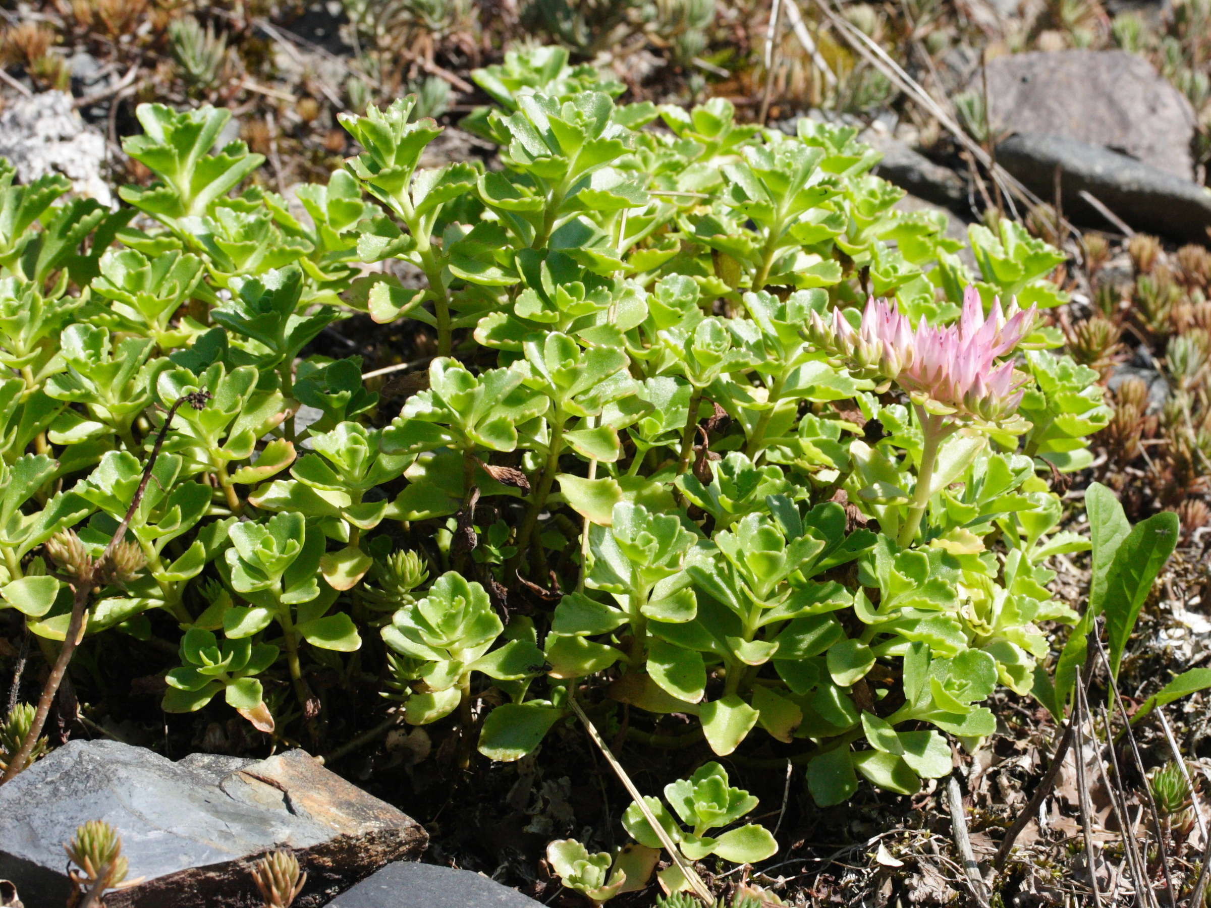 sedum_spurium3md