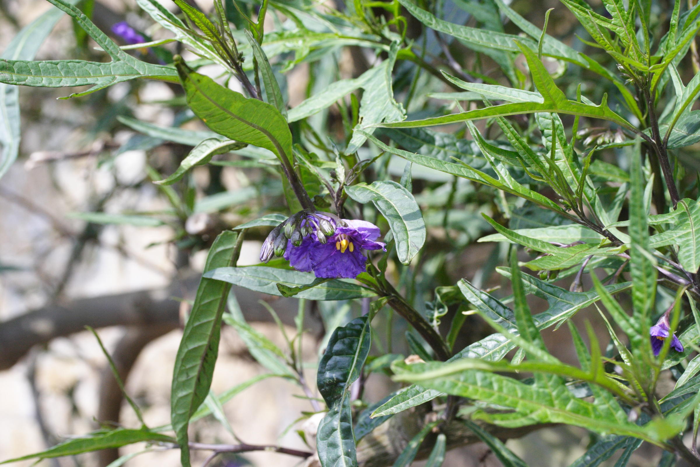 solanum_laciniatum2md