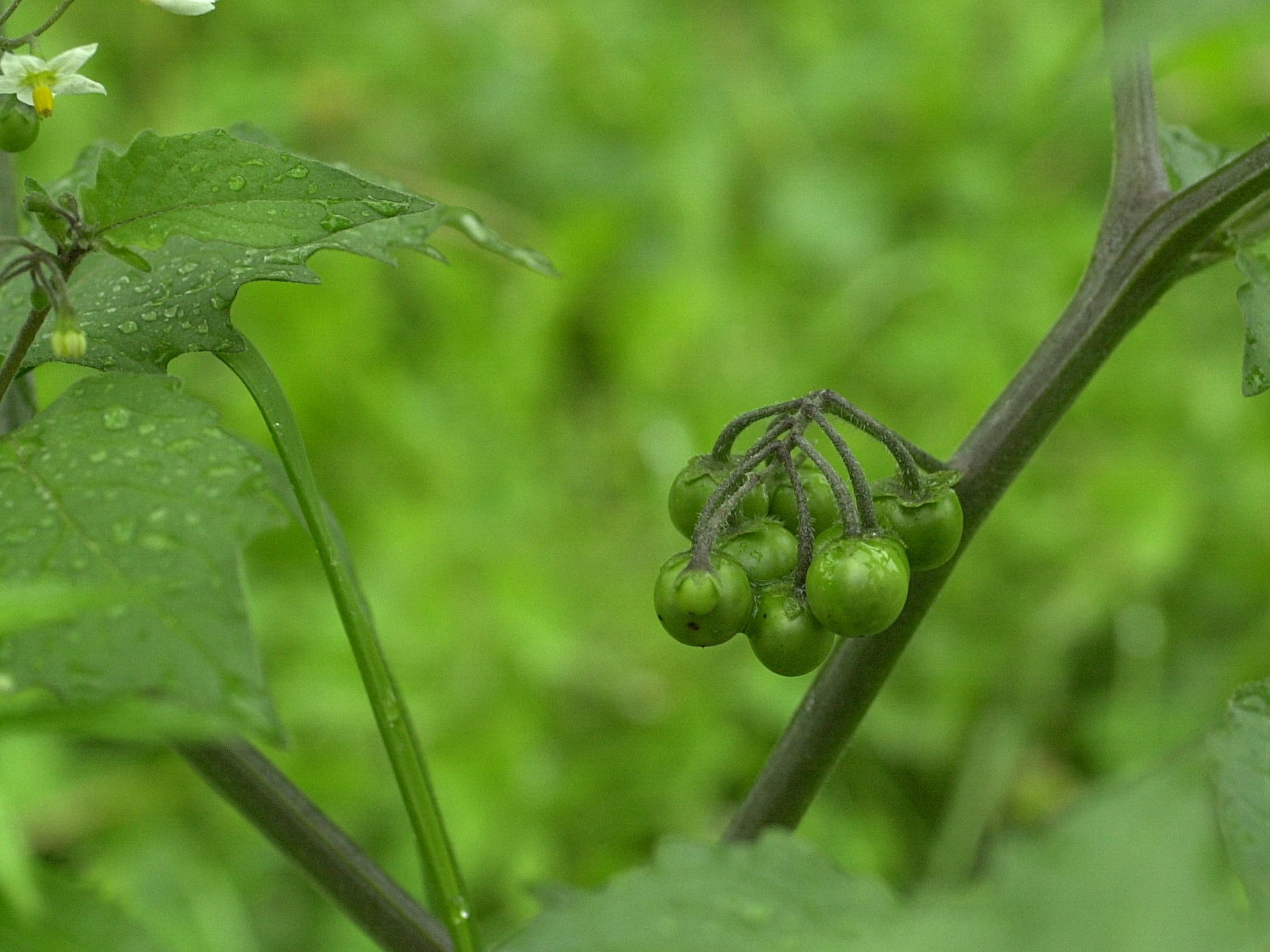 Afficher le média solanum_nigrum3amd solanum_nigrum3amd