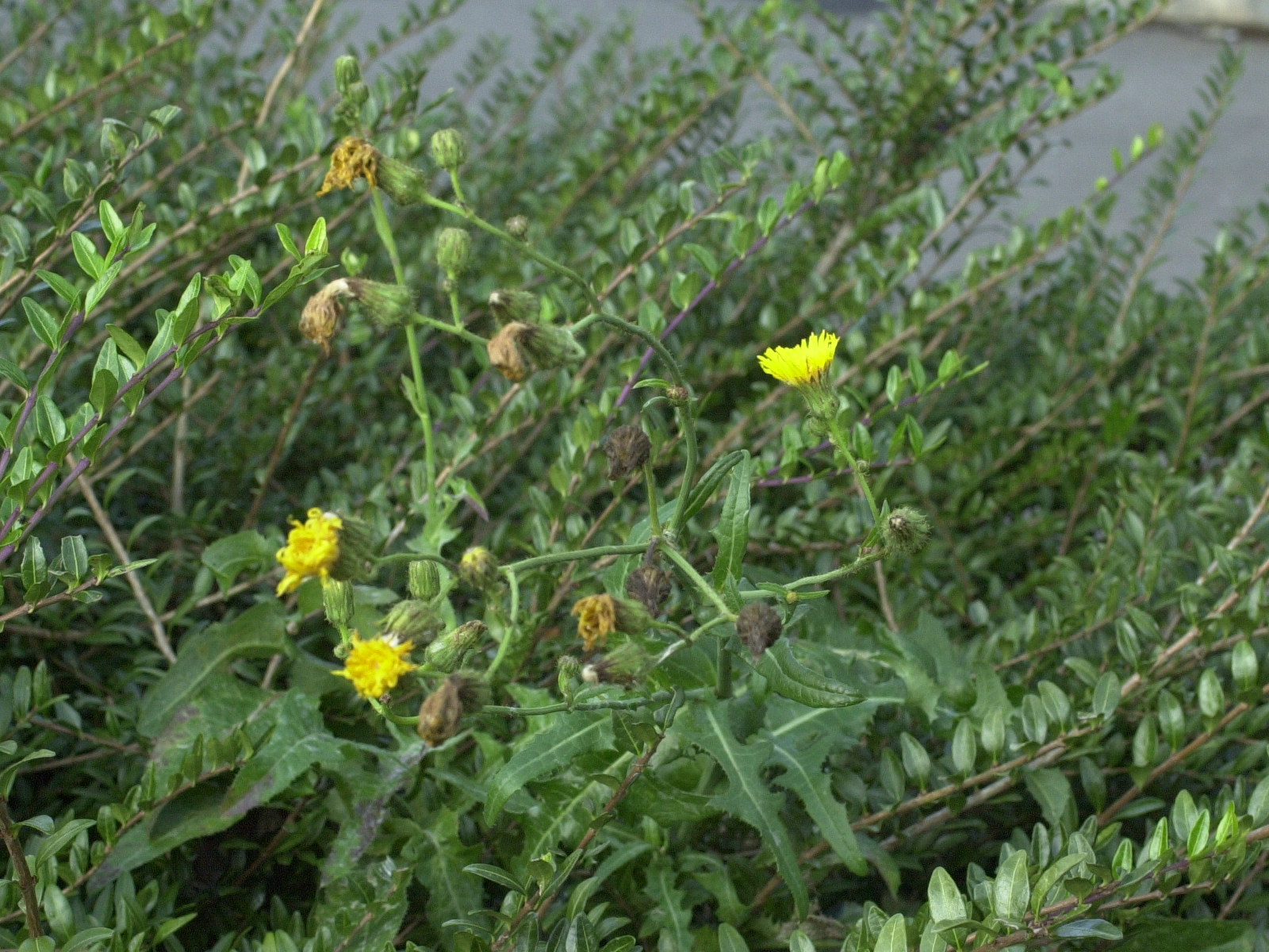 sonchus_arvensis1md