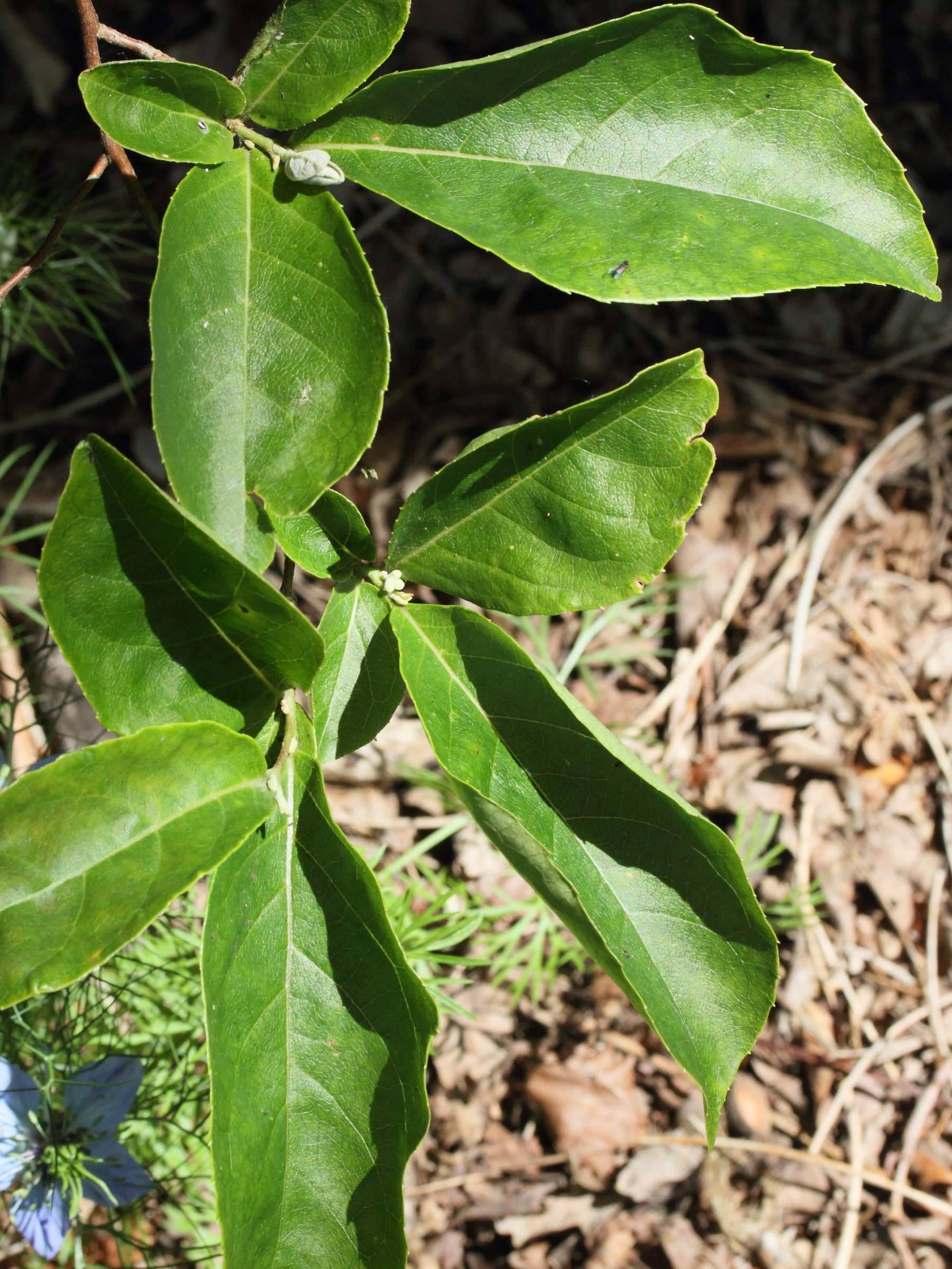 styrax_dasyanthus3md