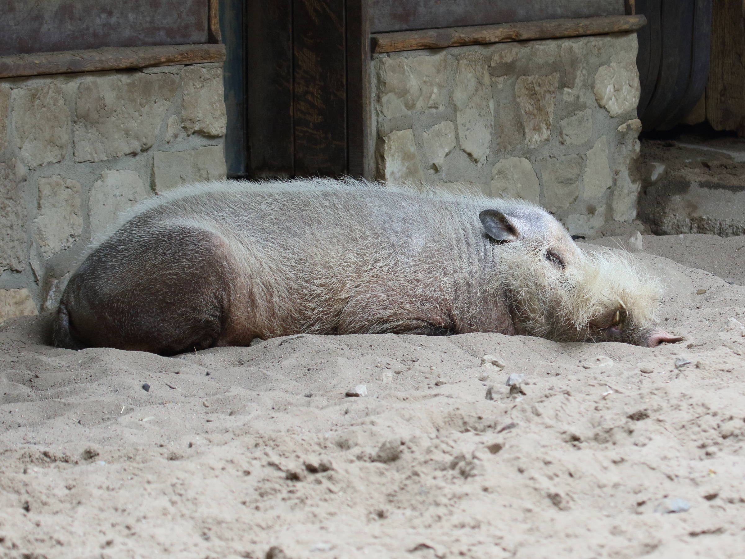 sus_barbatus_barbatus1bd