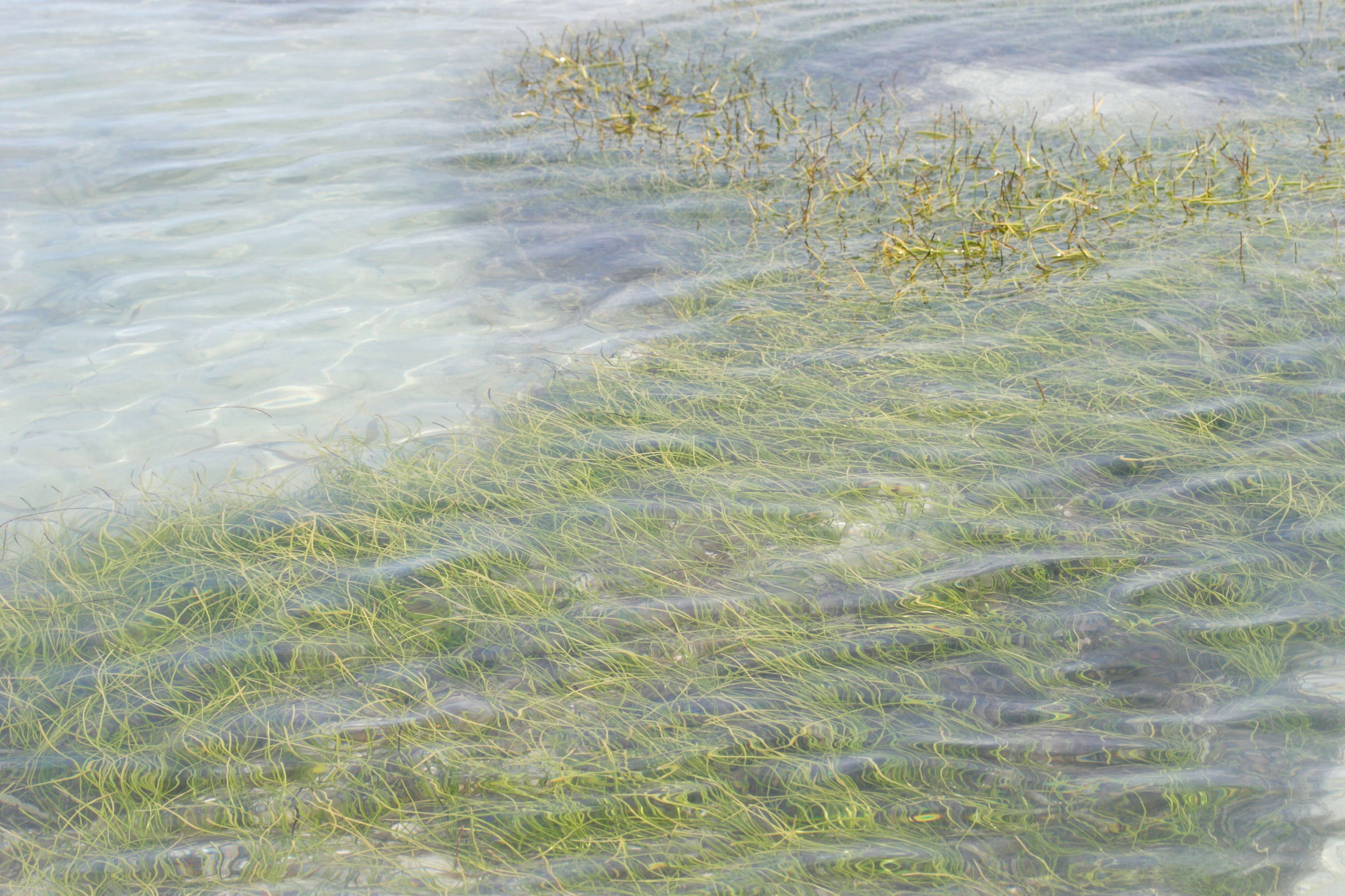 syringodium_filiforme1md