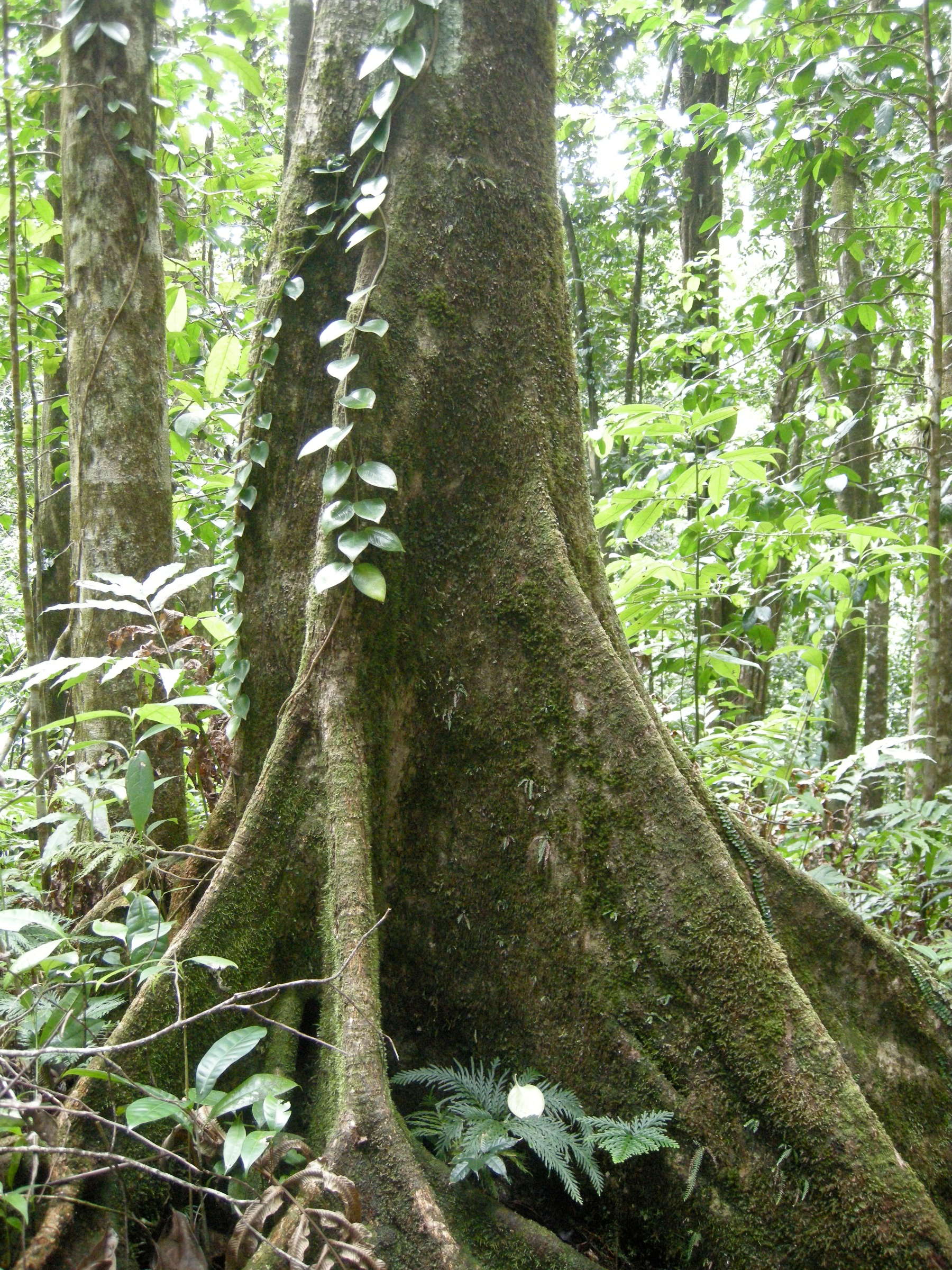 Afficher le média talauma_dodecapetala1md talauma_dodecapetala1md