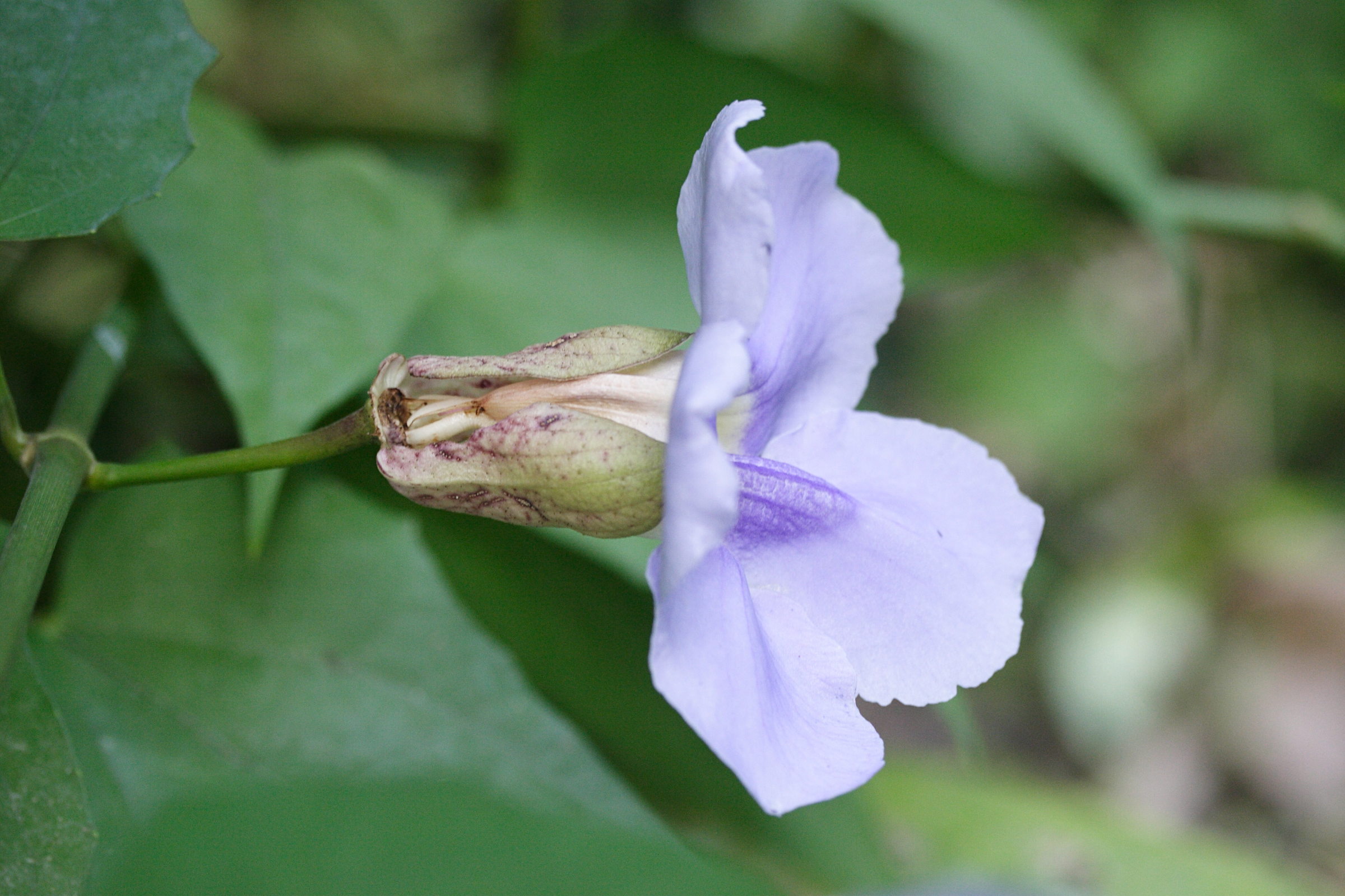 thunbergia_grandiflora3md
