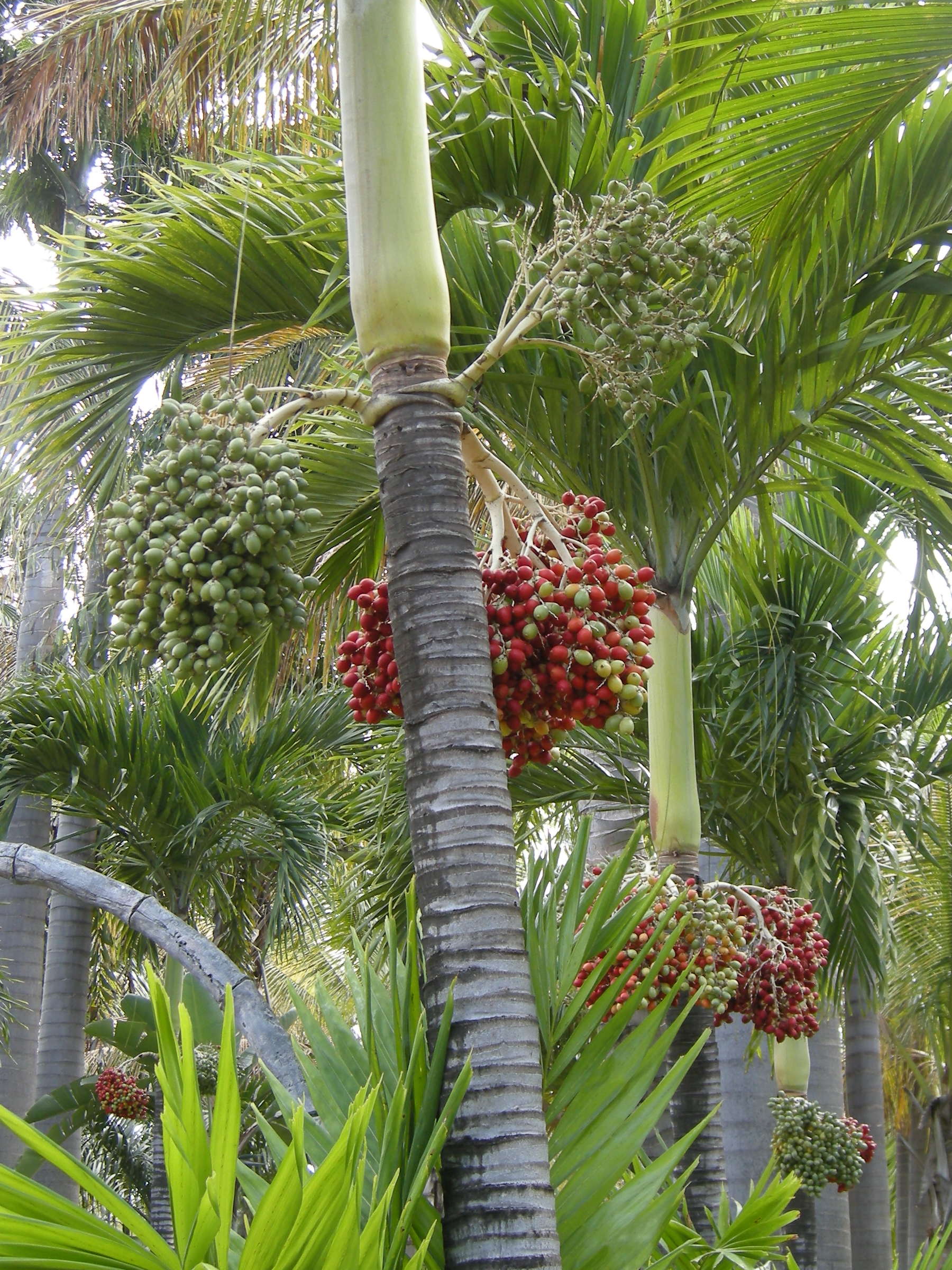 veitchia_merrillii2md