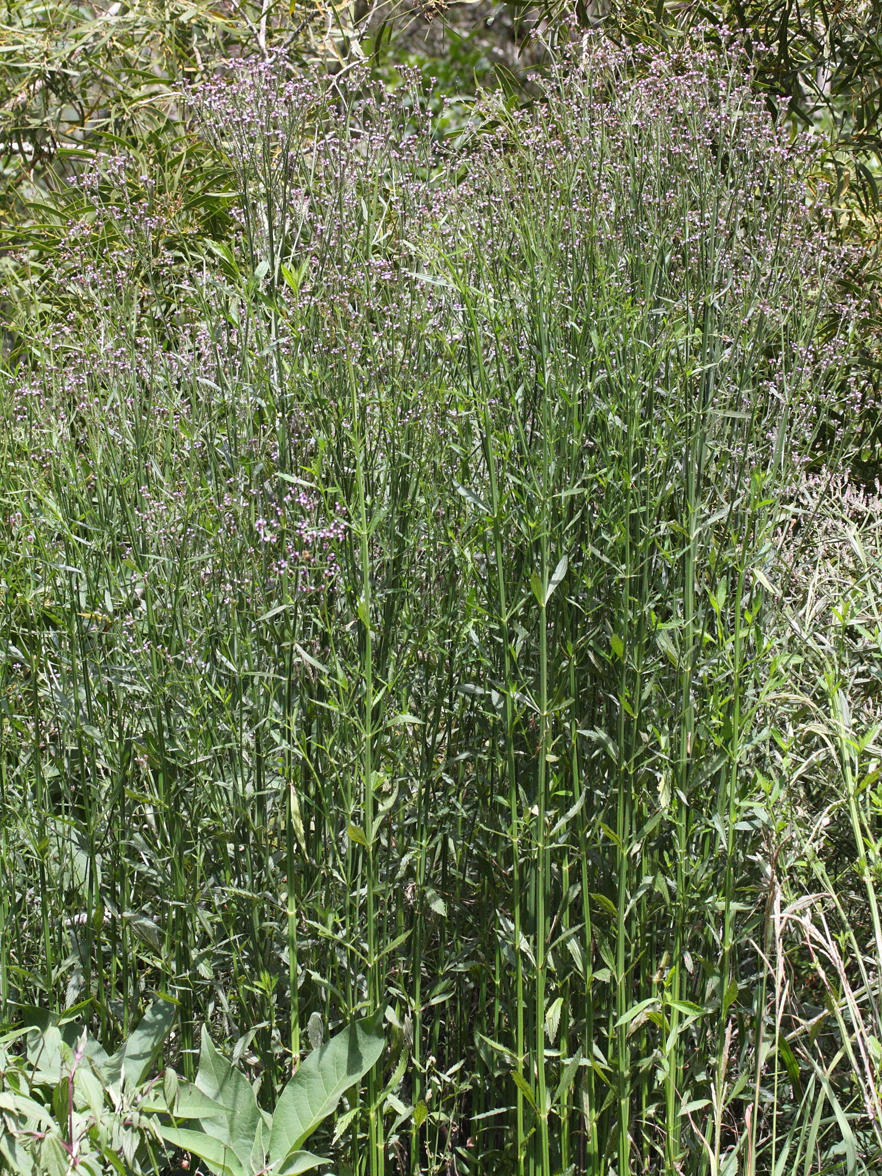 verbena_brasiliensis1md