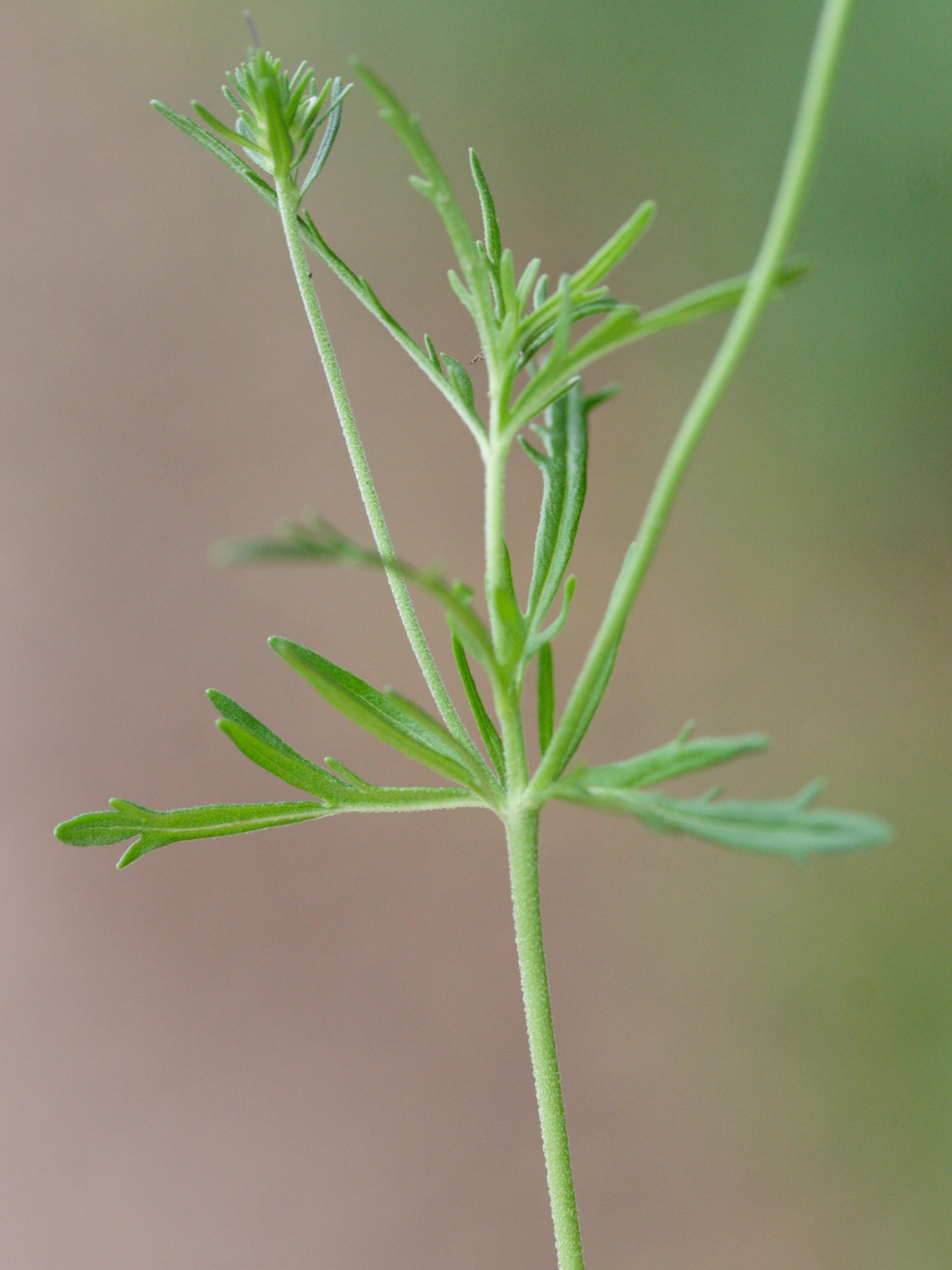 veronica_austriaca_jacquini2md