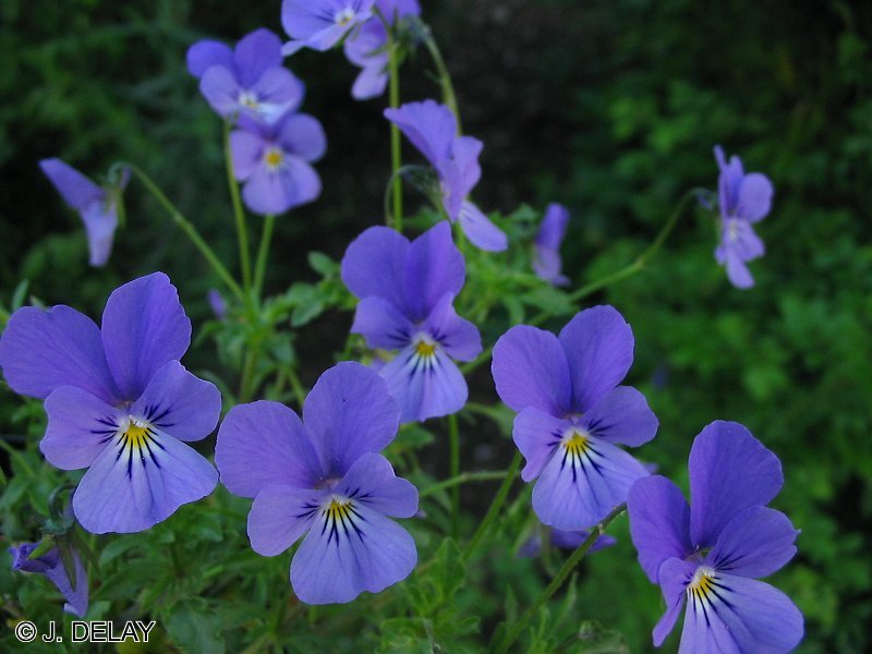 Afficher le média Viola_hispida Viola_hispida