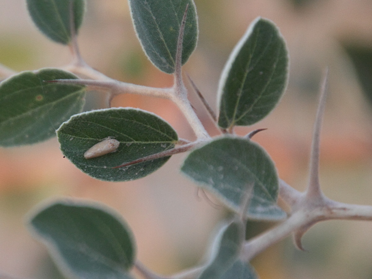 ziziphus_nummularia4md